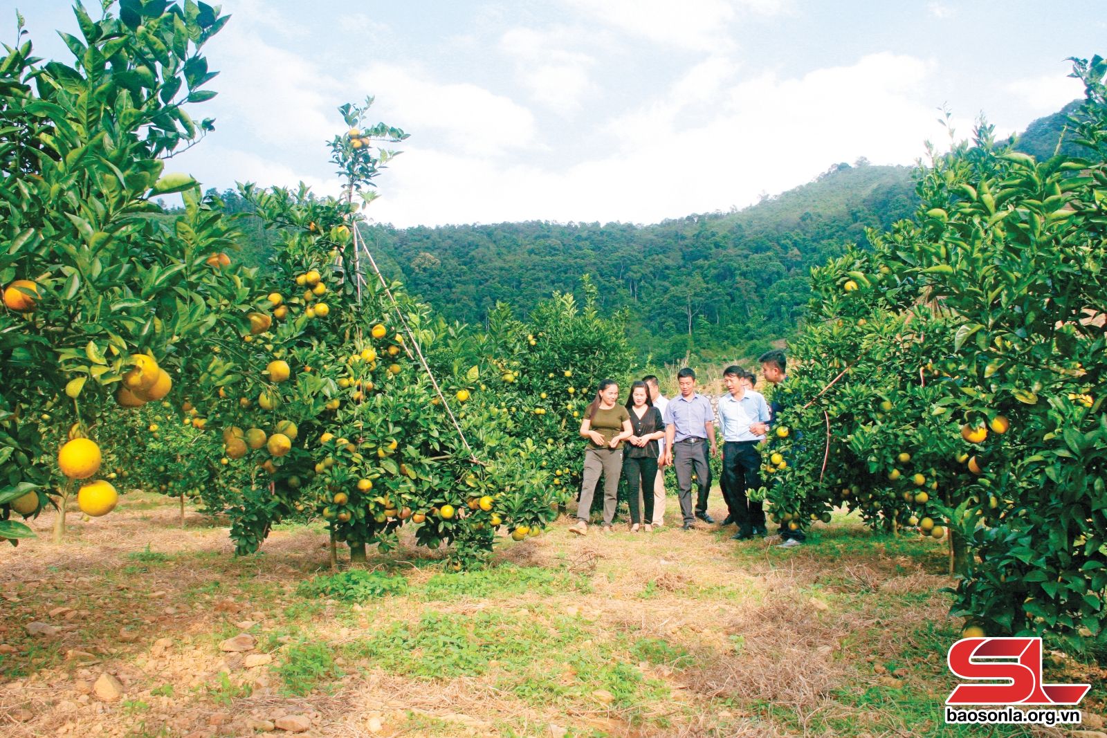 Sơn La: Định vị thương hiệu nông sản Phù Yên Sơn La: Định vị thương hiệu nông sản Phù Yên