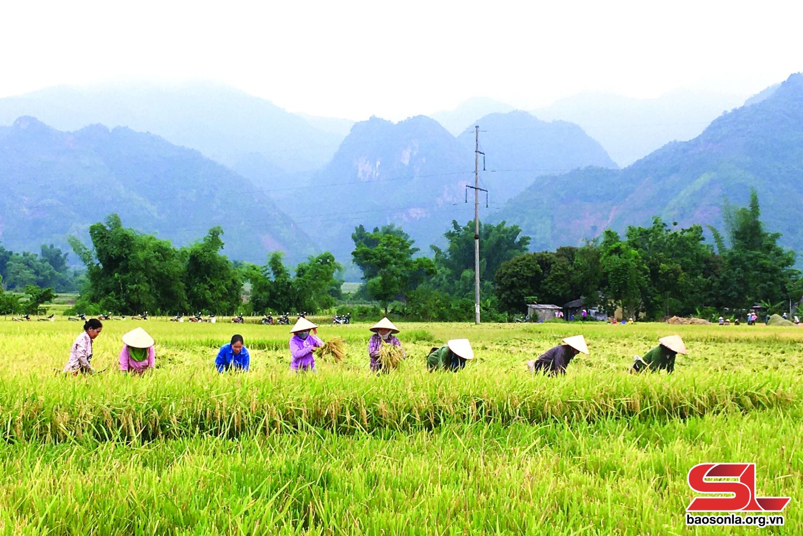 Sơn La: Định vị thương hiệu nông sản Phù Yên Sơn La: Định vị thương hiệu nông sản Phù Yên