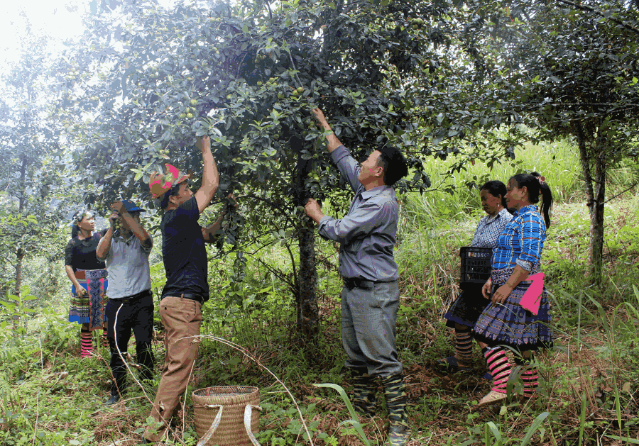 Lai Châu: Phát triển kinh tế giảm nghèo bền vững Lai Châu: Phát triển kinh tế giảm nghèo bền vững