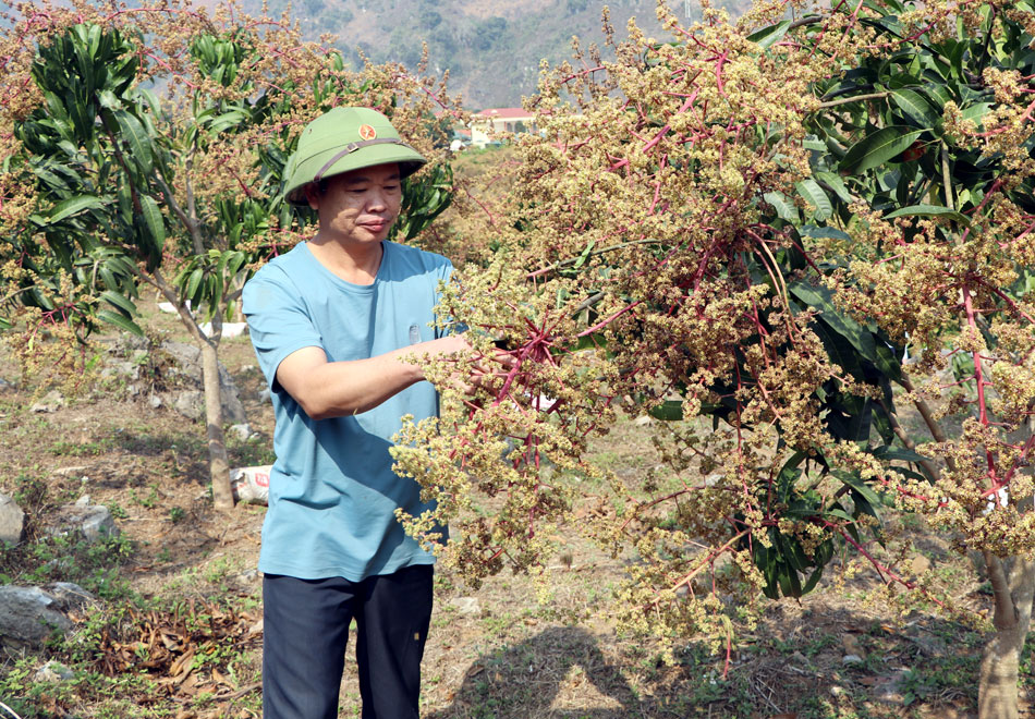 Điện Biên: Không để lãng phí đất nông nghiệp Điện Biên: Không để lãng phí đất nông nghiệp