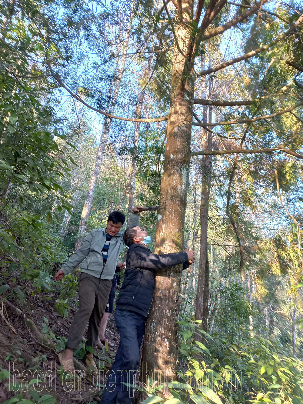 Điện Biên: Chuyện kể ở “núi thơm”