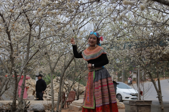 Điện Biên: Tinh khôi hoa mận Nậm Ngám