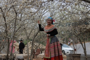 Điện Biên: Tinh khôi hoa mận Nậm Ngám