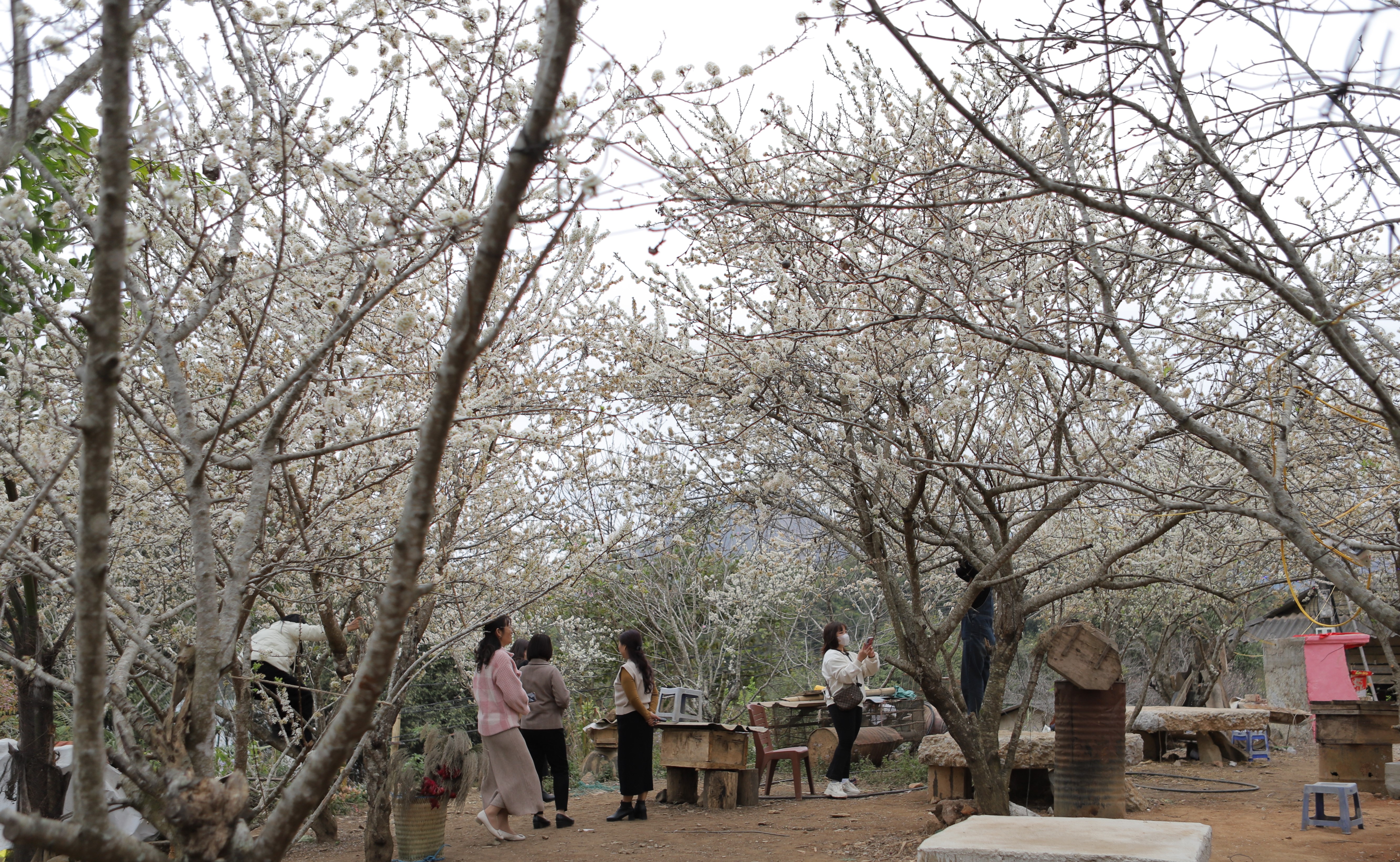 Điện Biên: Tinh khôi hoa mận Nậm Ngám