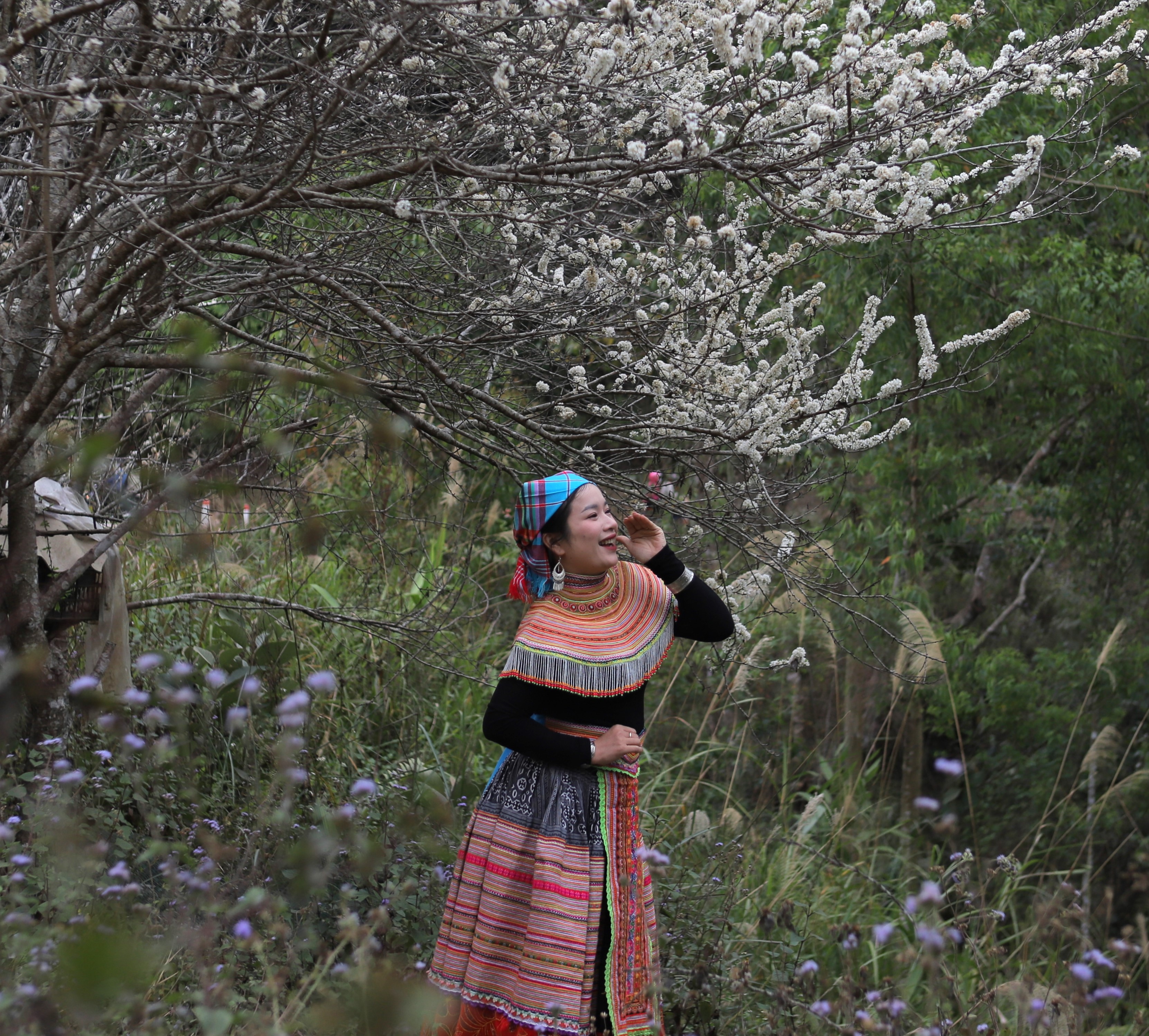 Điện Biên: Tinh khôi hoa mận Nậm Ngám