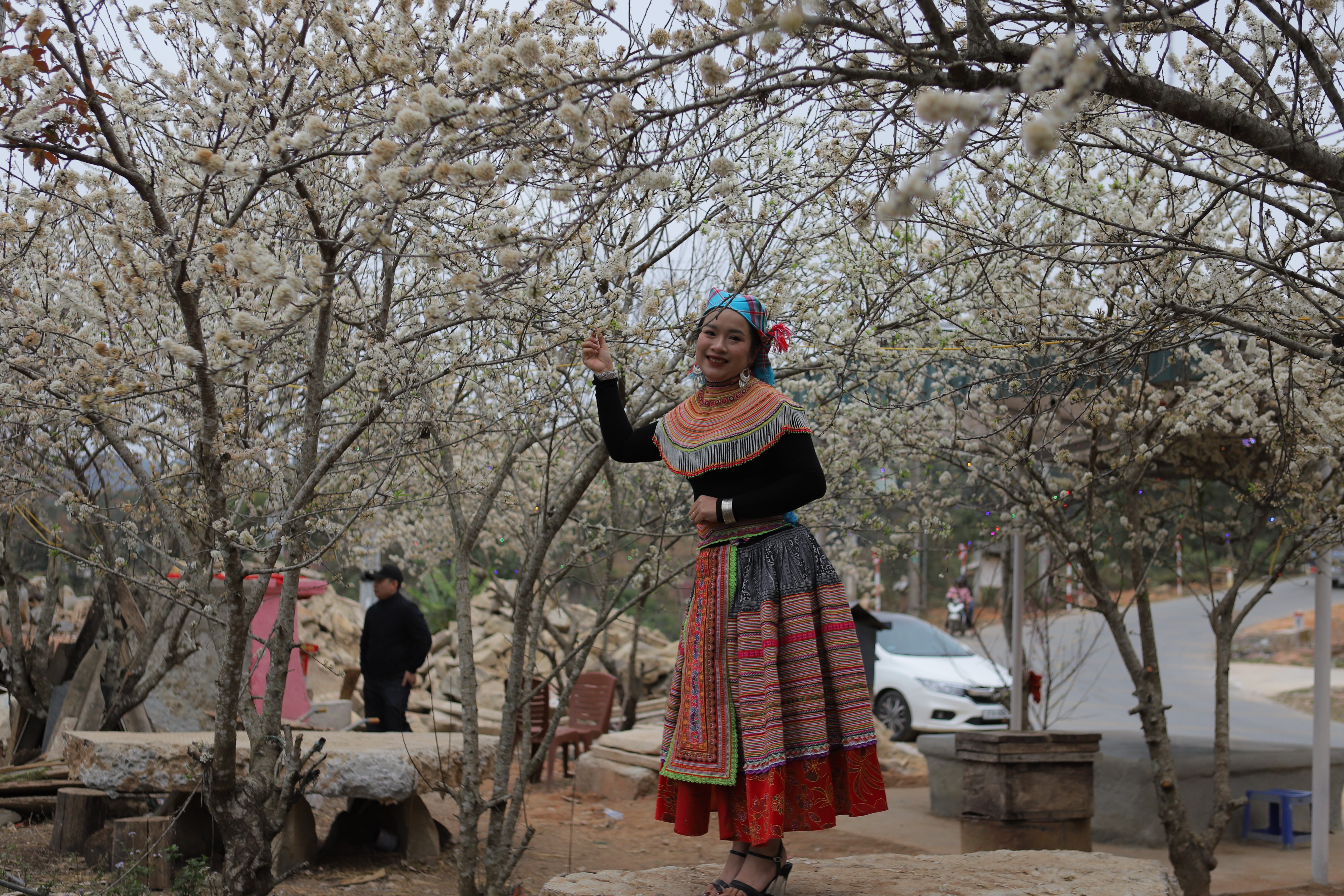 Điện Biên: Tinh khôi hoa mận Nậm Ngám