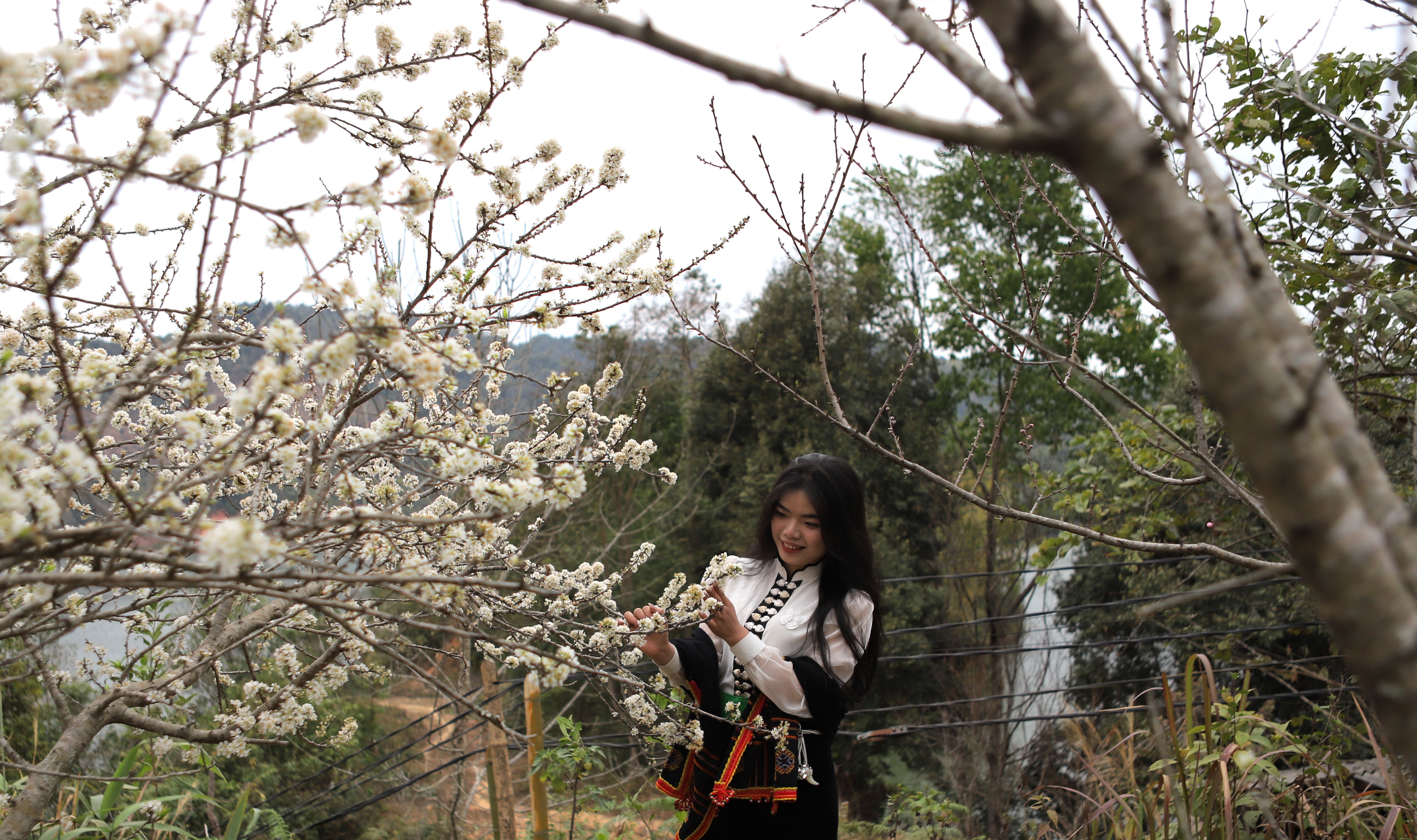 Điện Biên: Tinh khôi hoa mận Nậm Ngám