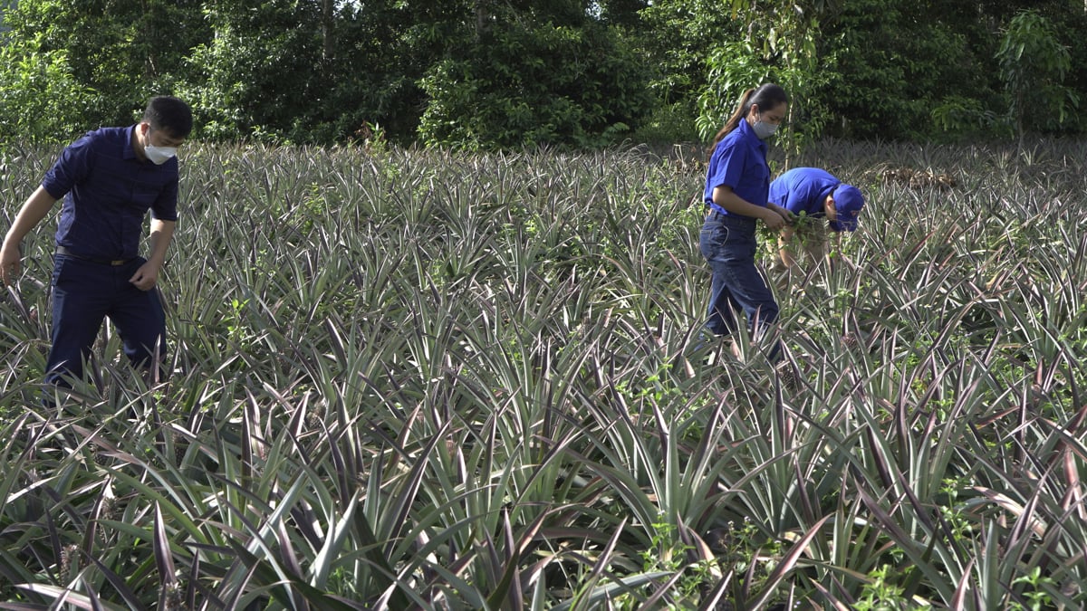 Lai Châu: Phát huy vai trò của thanh niên xây dựng các mô hình phát triển kinh tế hiệu quả cao