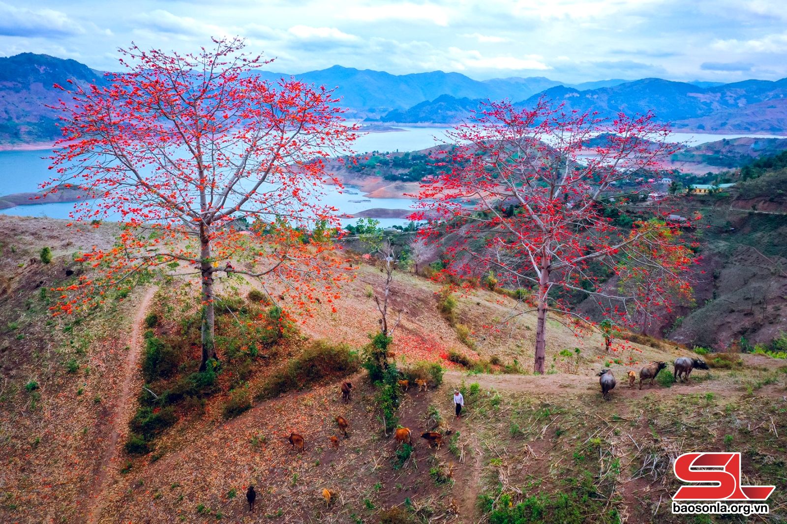 Sơn La: Mùa hoa mộc miên Sơn La: Mùa hoa mộc miên