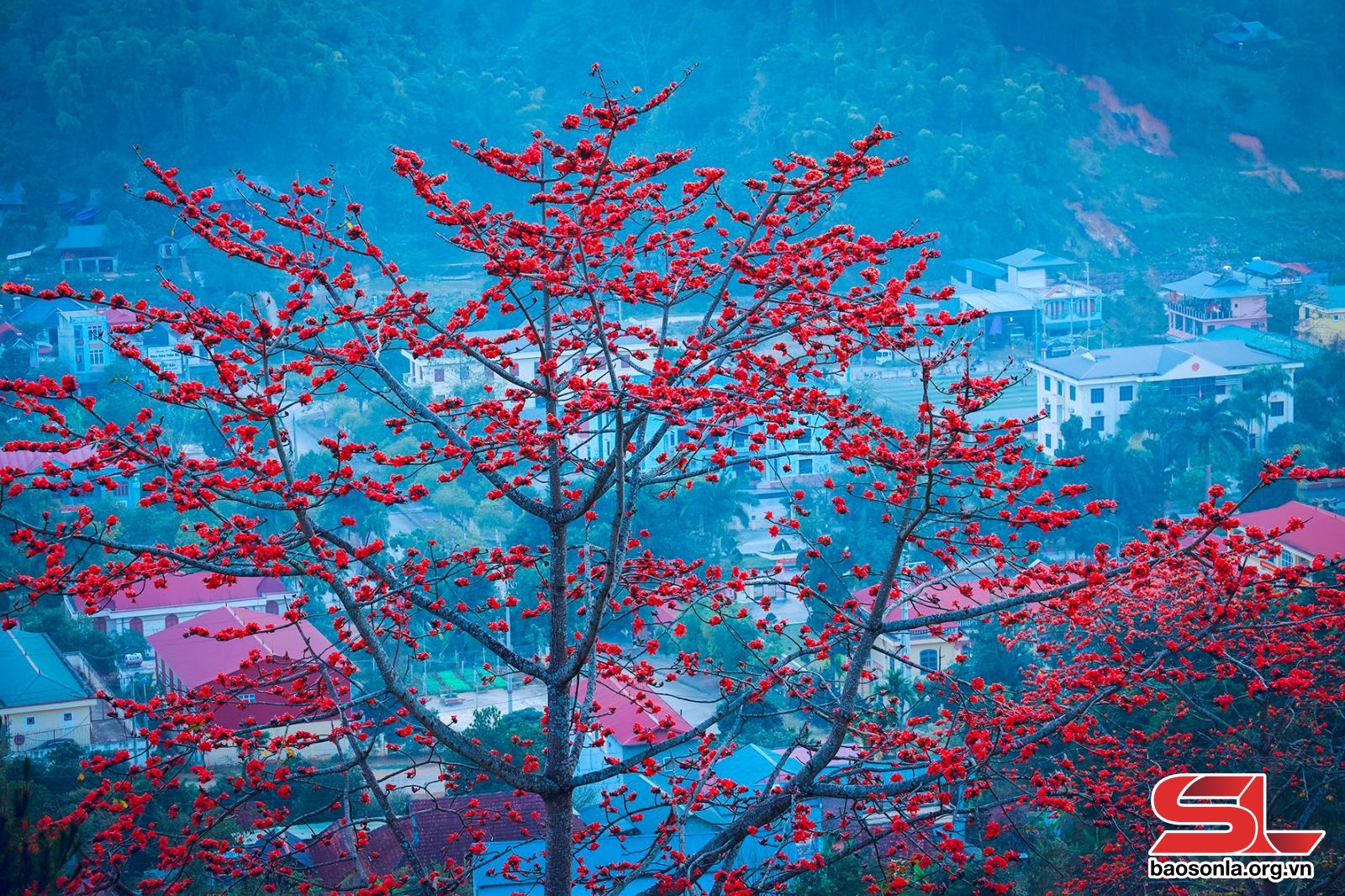 Sơn La: Mùa hoa mộc miên Sơn La: Mùa hoa mộc miên