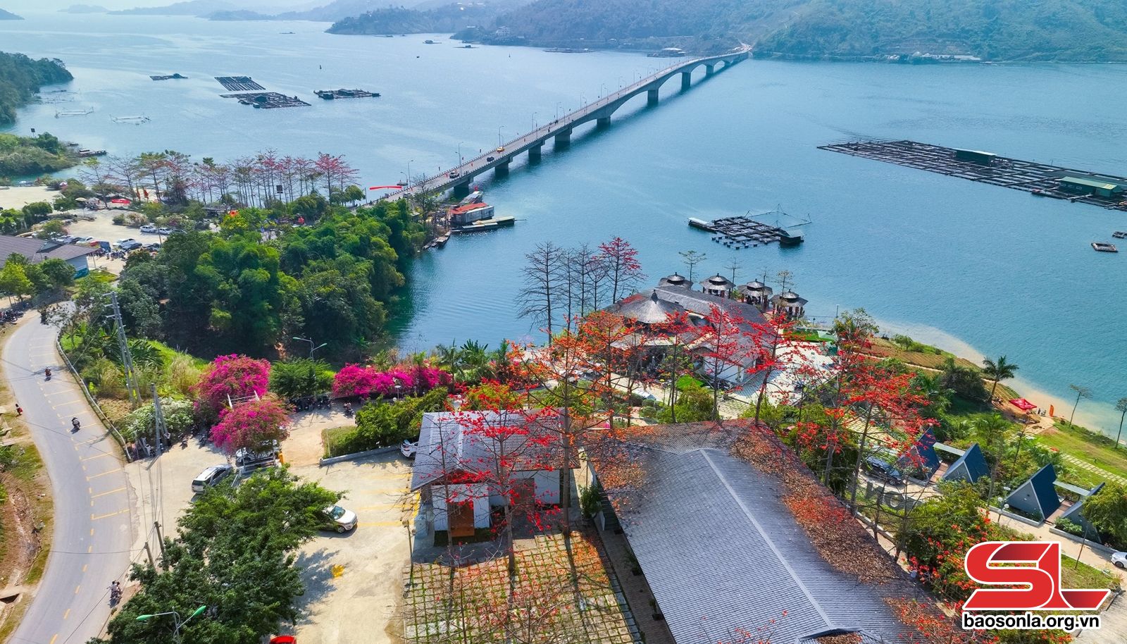 Sơn La: Mùa hoa mộc miên Sơn La: Mùa hoa mộc miên