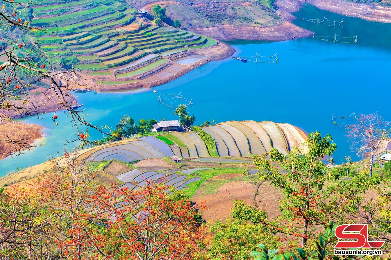 Sơn La: Mùa hoa mộc miên Sơn La: Mùa hoa mộc miên