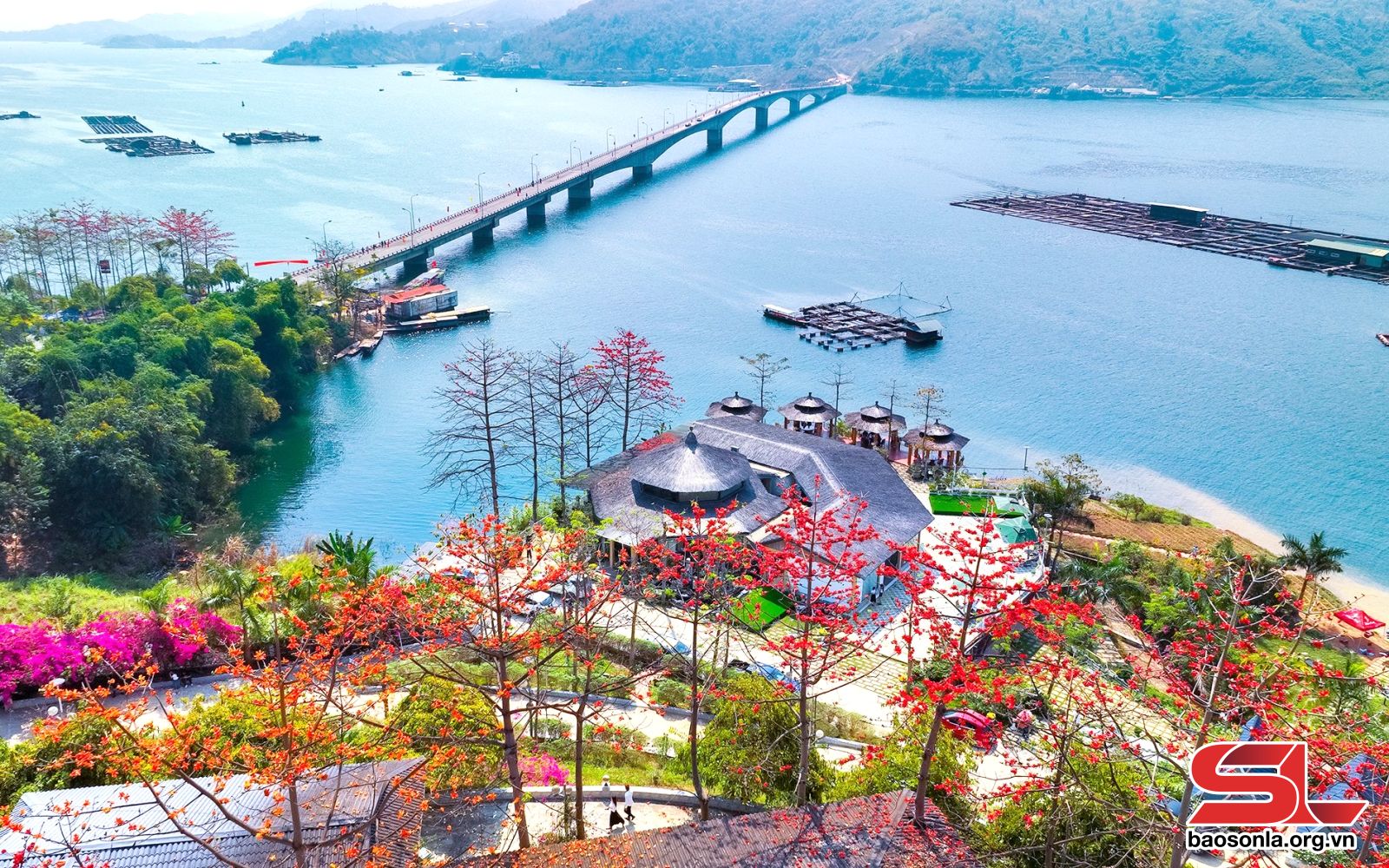 Sơn La: Mùa hoa mộc miên Sơn La: Mùa hoa mộc miên