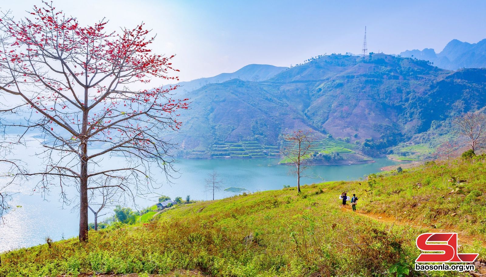 Sơn La: Mùa hoa mộc miên Sơn La: Mùa hoa mộc miên