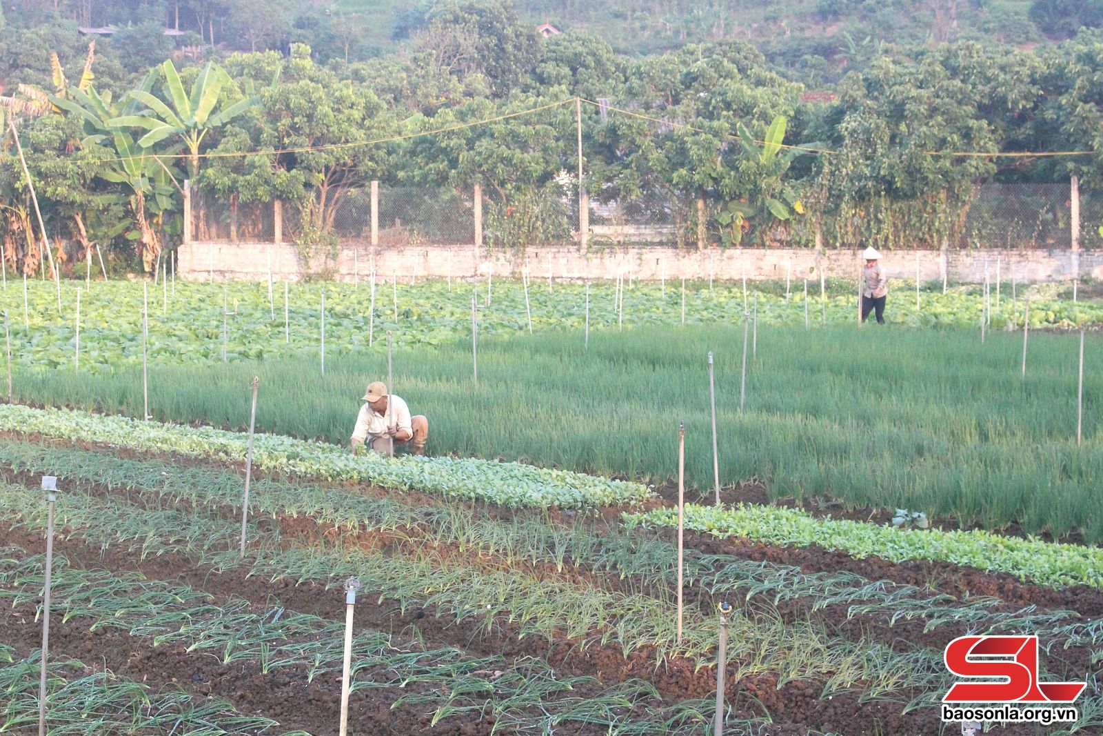 Sơn La: Mở rộng các vùng trồng rau an toàn, tập trung Sơn La: Mở rộng các vùng trồng rau an toàn, tập trung