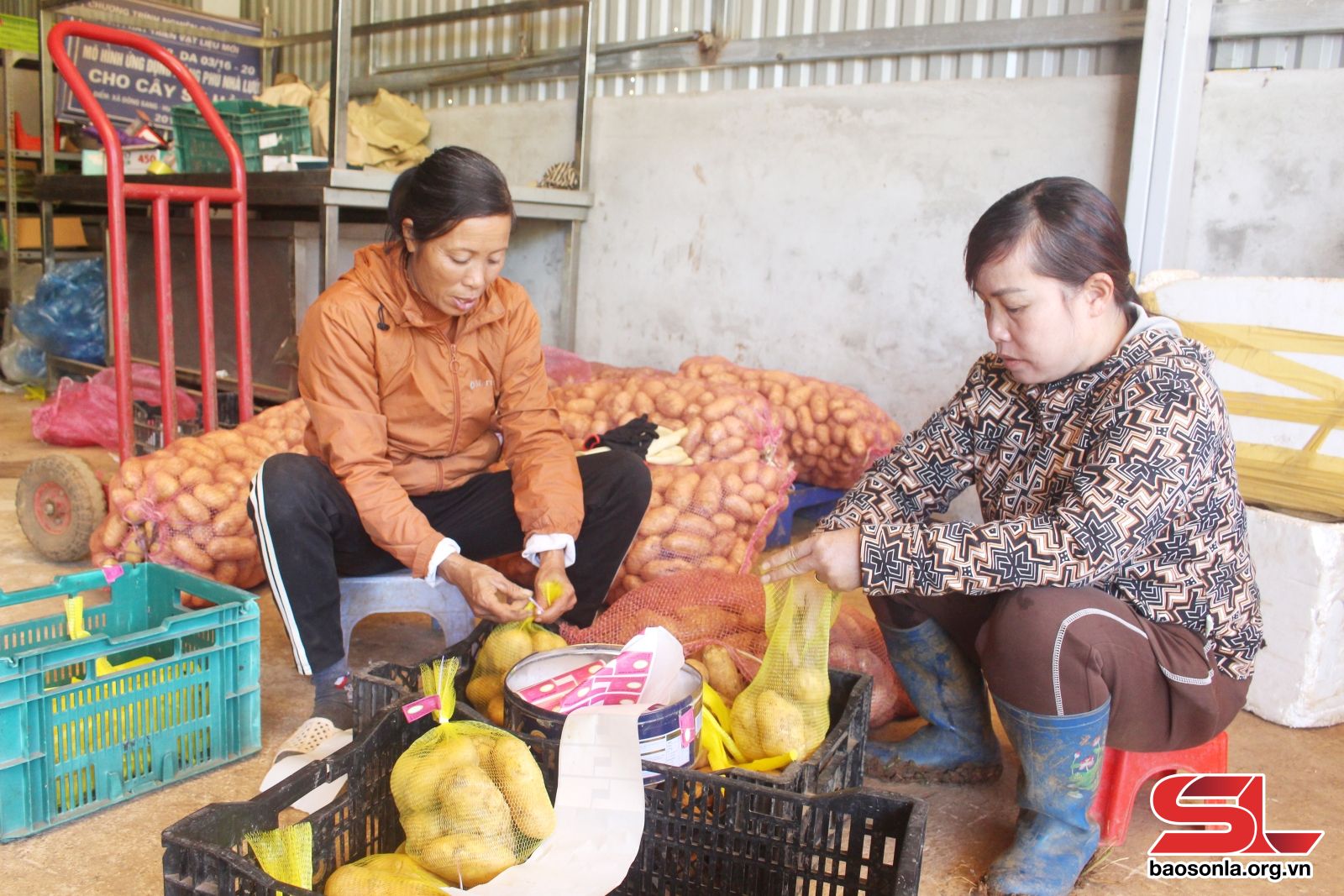 Sơn La: Mở rộng các vùng trồng rau an toàn, tập trung Sơn La: Mở rộng các vùng trồng rau an toàn, tập trung