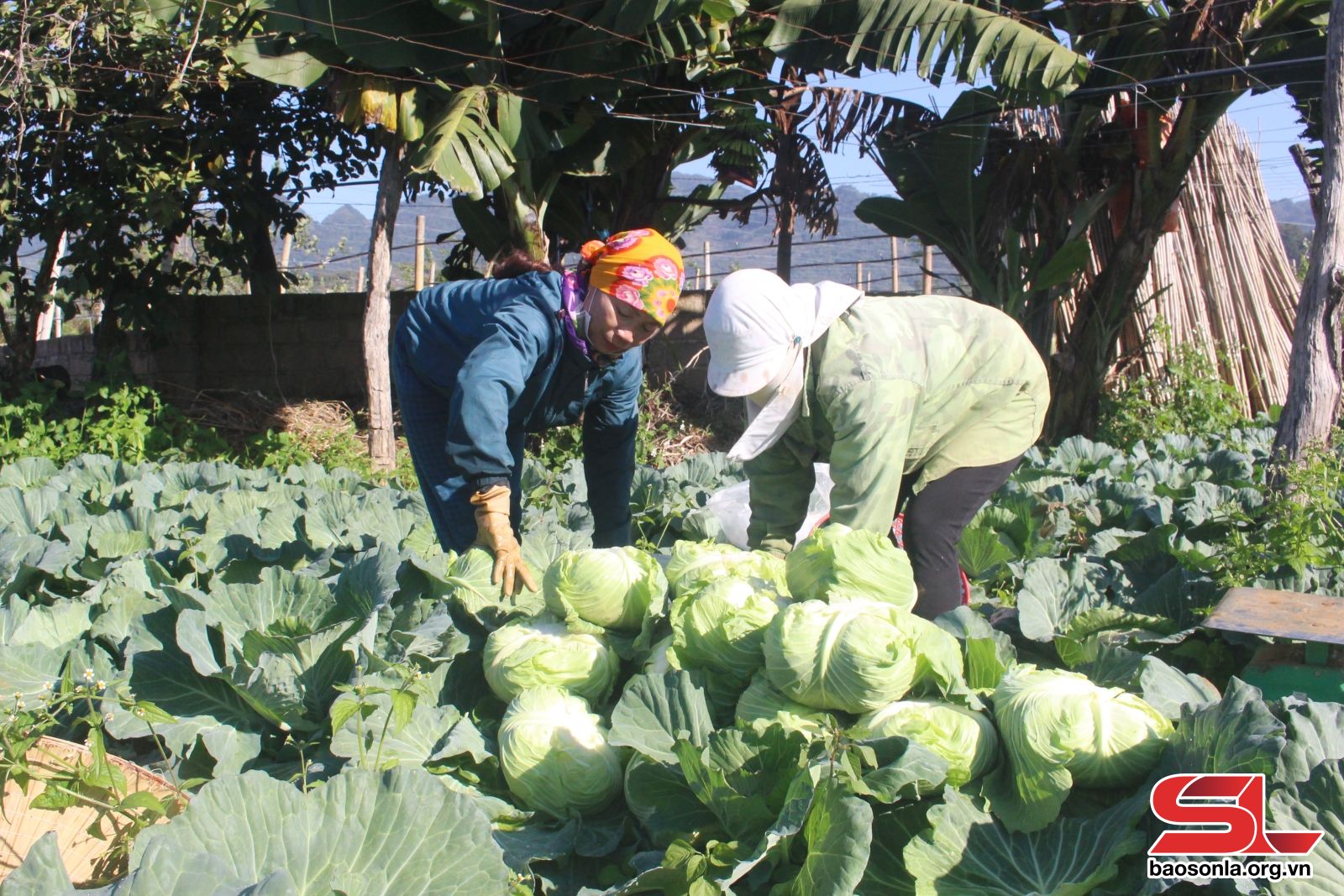 Sơn La: Mở rộng các vùng trồng rau an toàn, tập trung Sơn La: Mở rộng các vùng trồng rau an toàn, tập trung