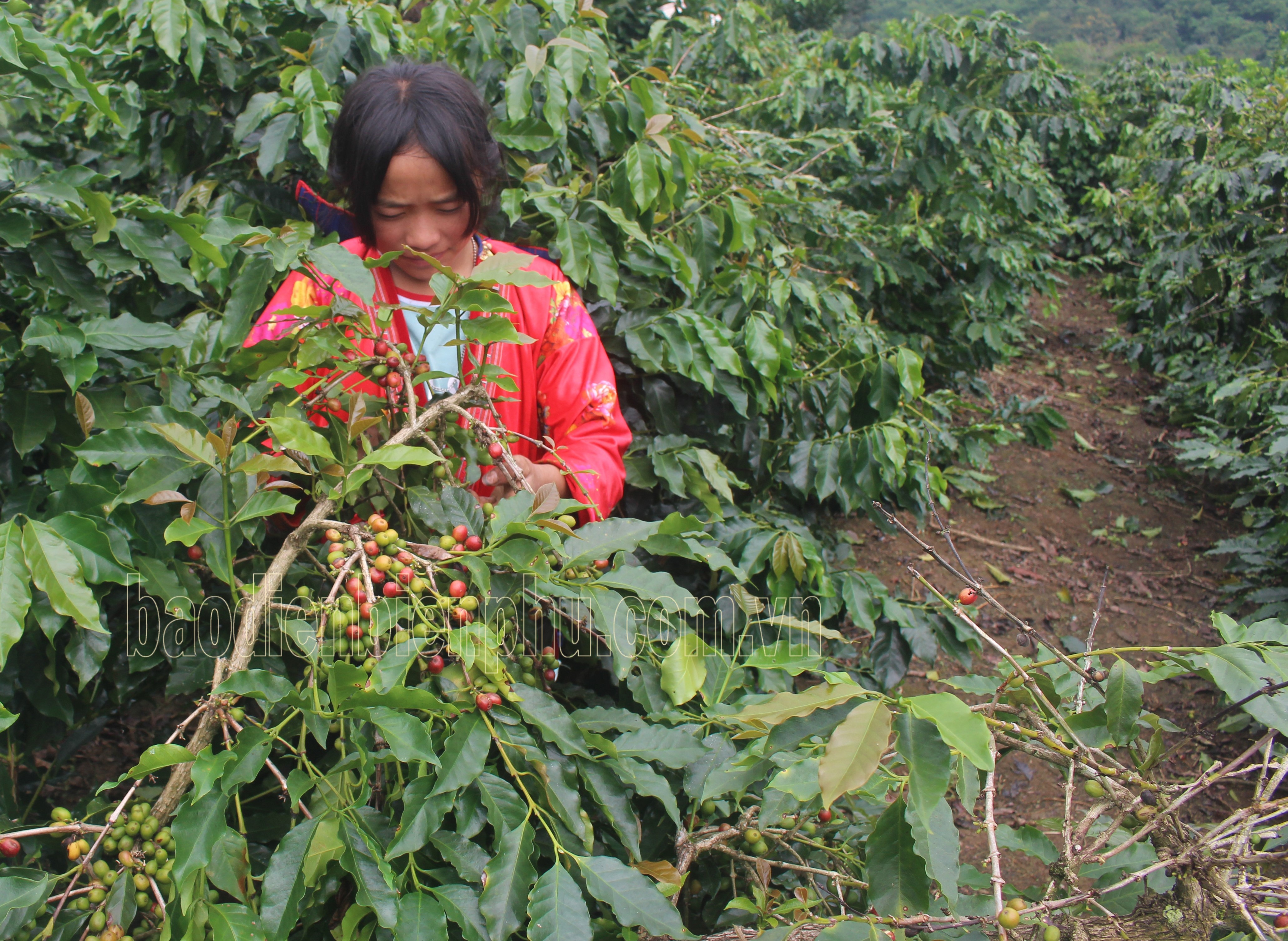Điện Biên: Tái canh cây cà phê ở Mường Ảng Điện Biên: Tái canh cây cà phê ở Mường Ảng