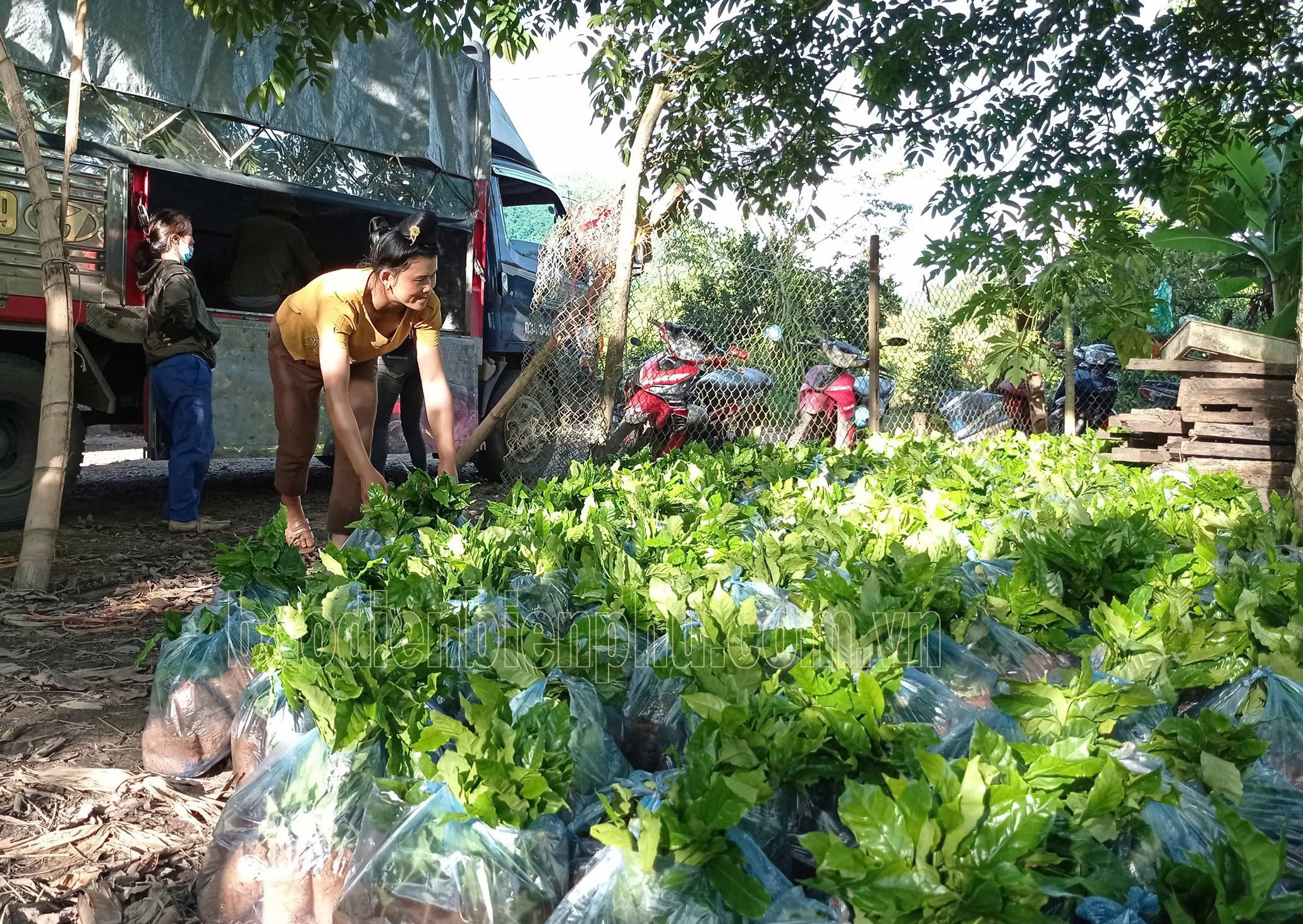 Điện Biên: Tái canh cây cà phê ở Mường Ảng Điện Biên: Tái canh cây cà phê ở Mường Ảng