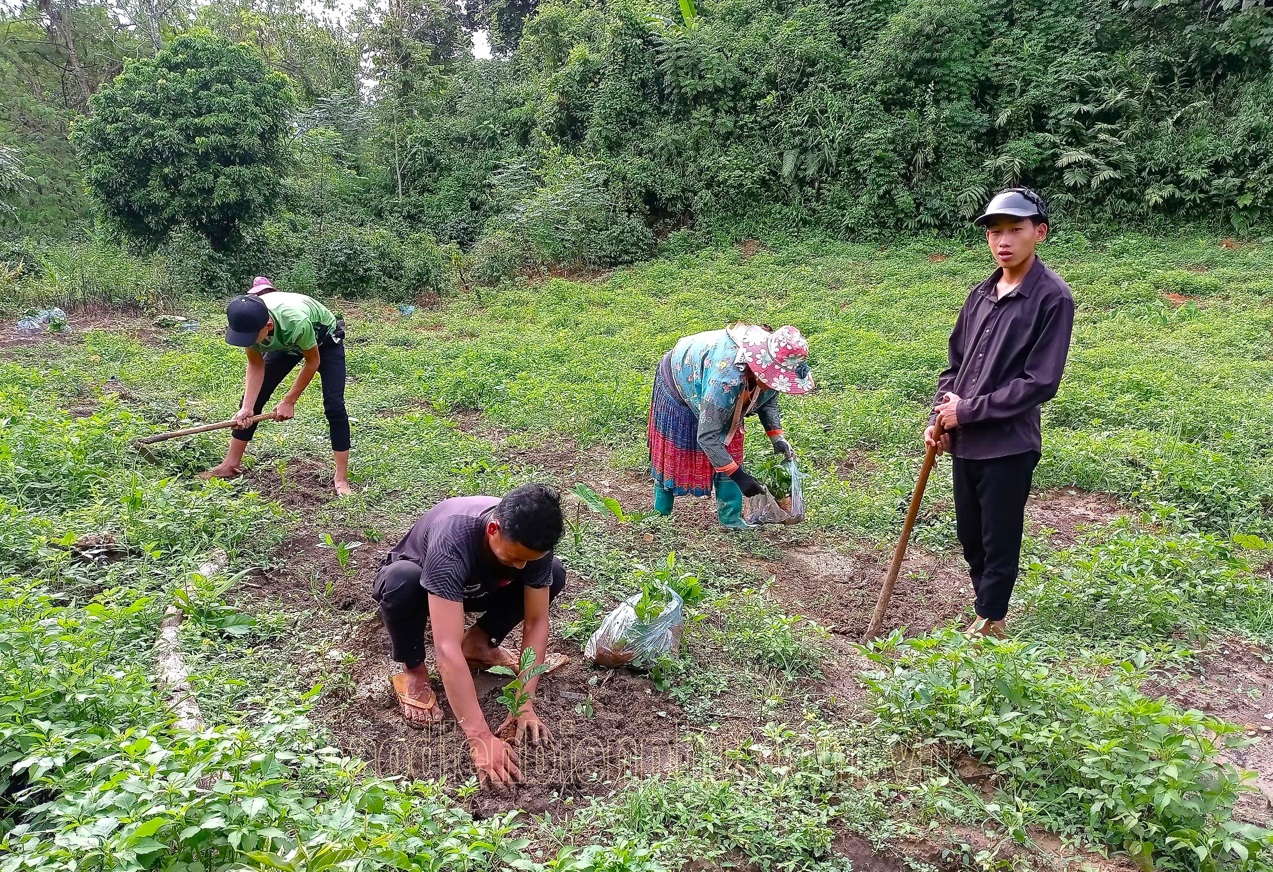 Điện Biên: Tái canh cây cà phê ở Mường Ảng Điện Biên: Tái canh cây cà phê ở Mường Ảng