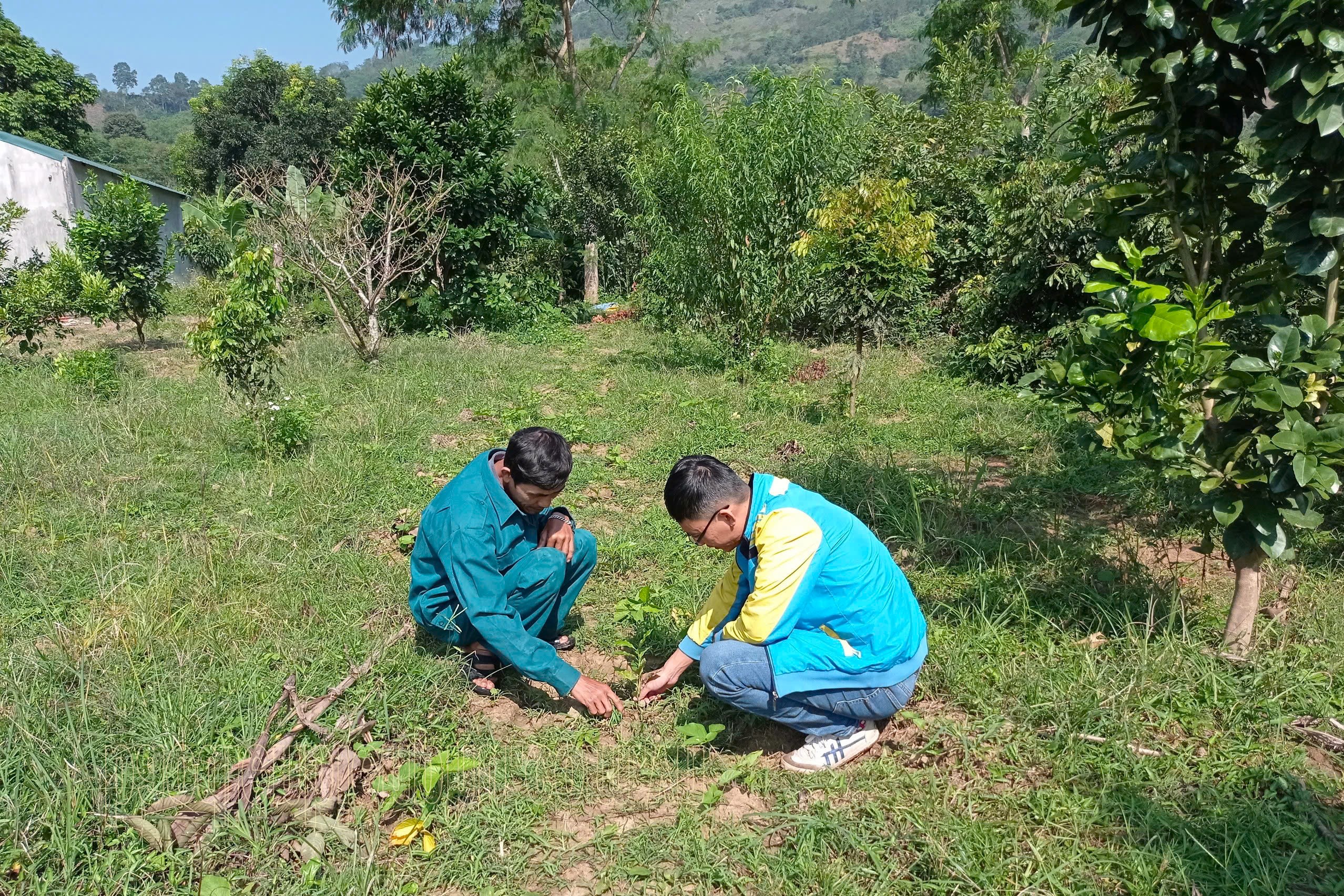 Điện Biên: Tái canh cây cà phê ở Mường Ảng Điện Biên: Tái canh cây cà phê ở Mường Ảng
