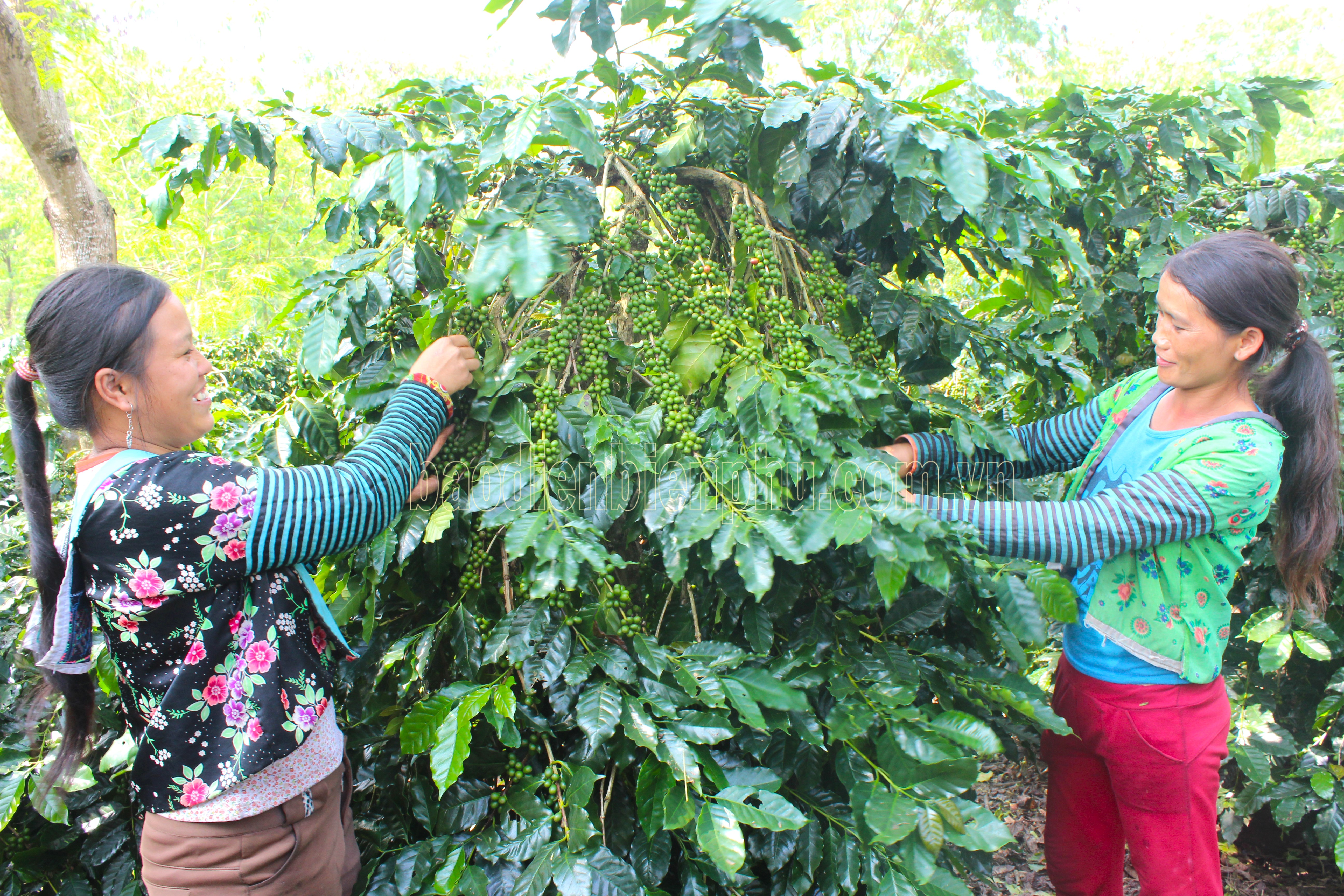 Điện Biên: Tái canh cây cà phê ở Mường Ảng Điện Biên: Tái canh cây cà phê ở Mường Ảng