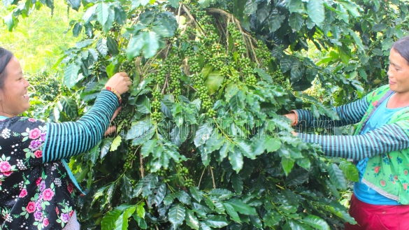 Điện Biên: Tái canh cây cà phê ở Mường Ảng