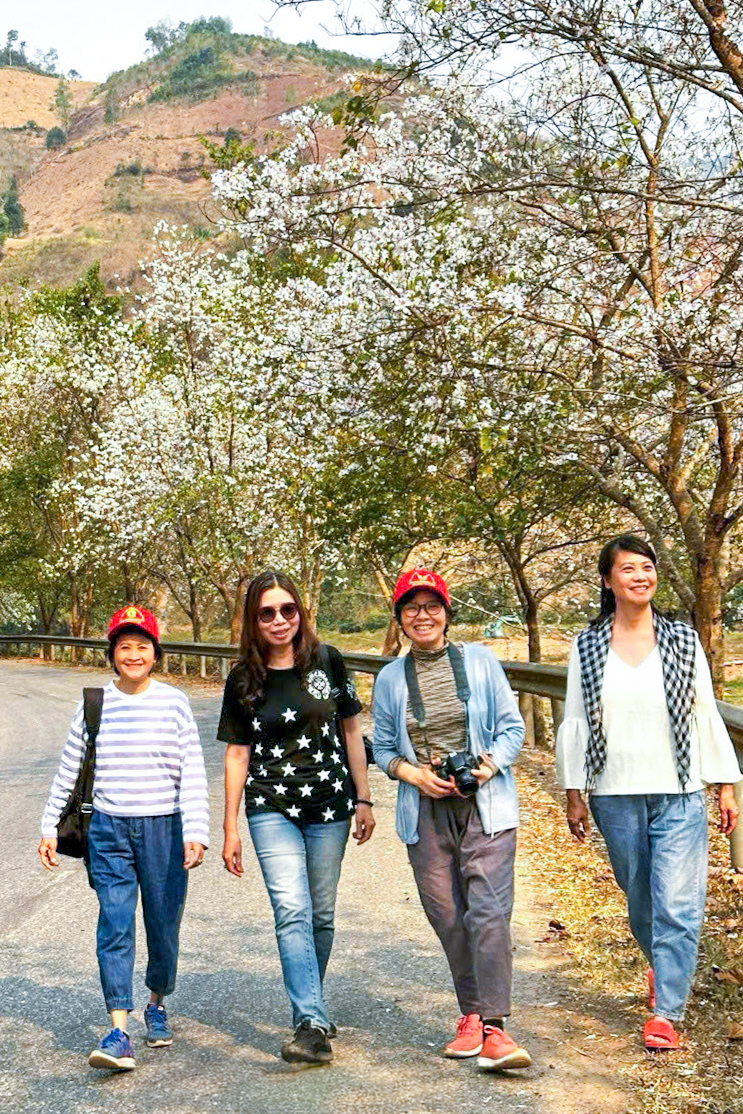 Điện Biên: Hoa ban rực rỡ giữa đại ngàn