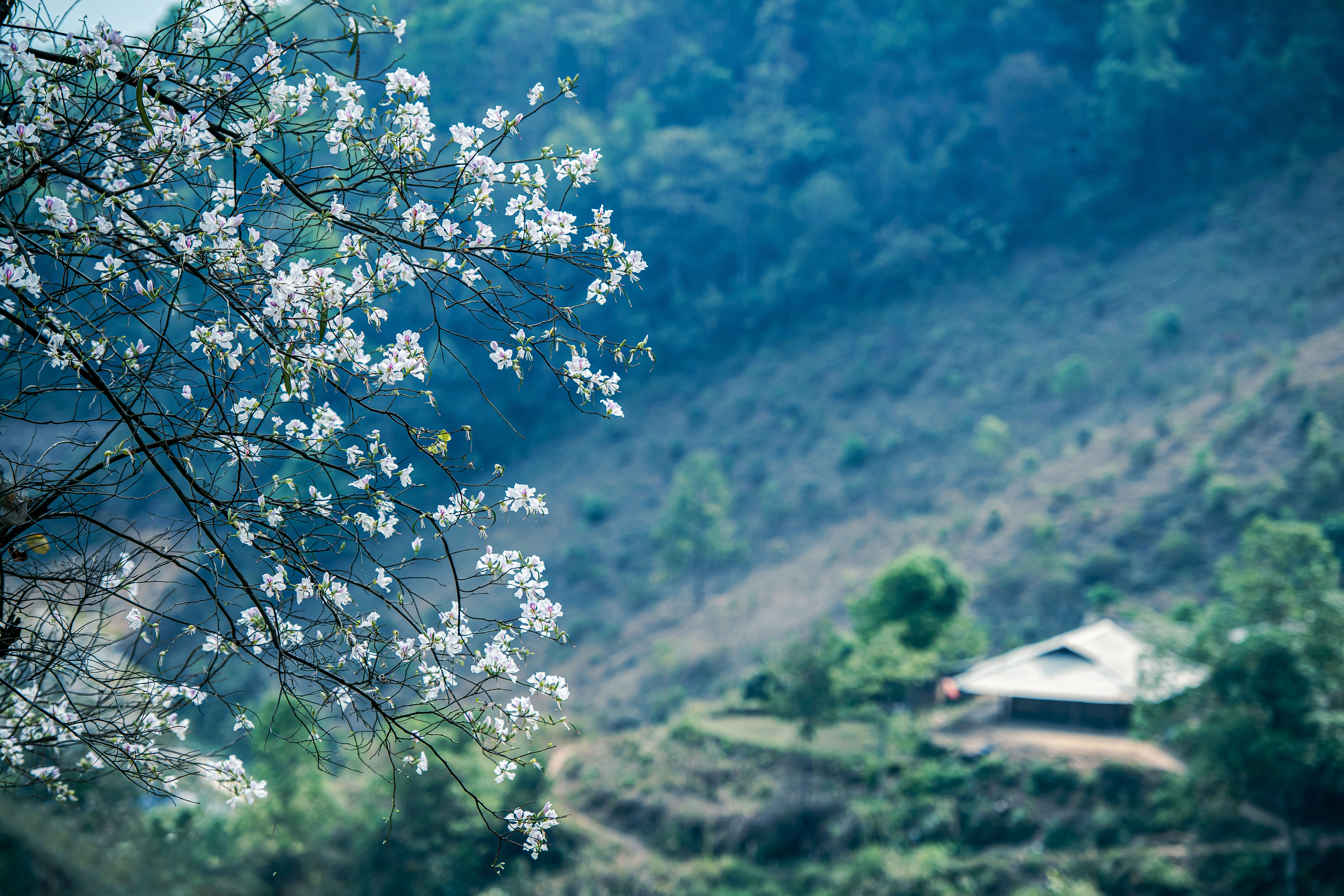 Điện Biên: Hoa ban rực rỡ giữa đại ngàn