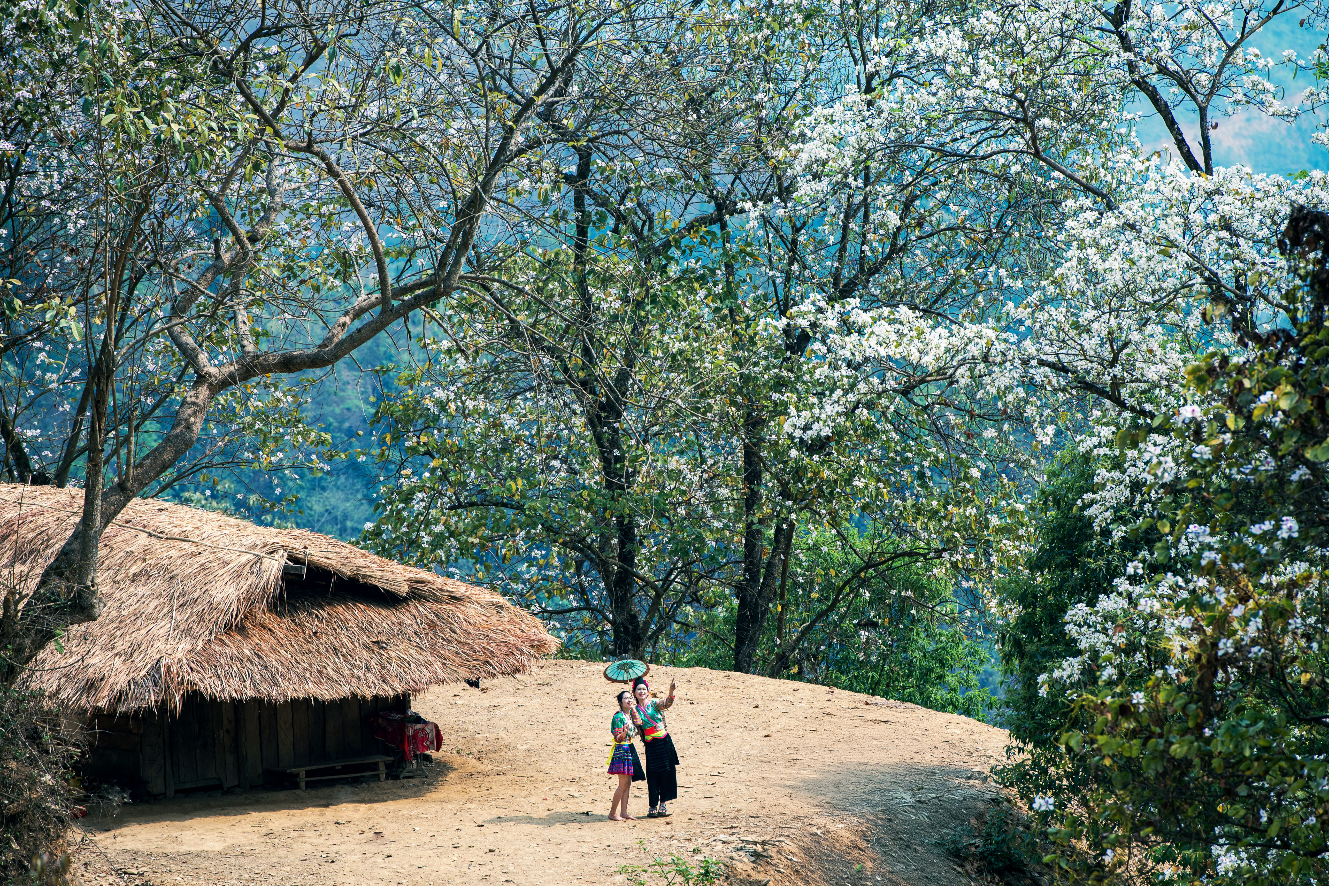 Điện Biên: Hoa ban rực rỡ giữa đại ngàn