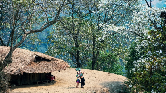 Điện Biên: Hoa ban rực rỡ giữa đại ngàn