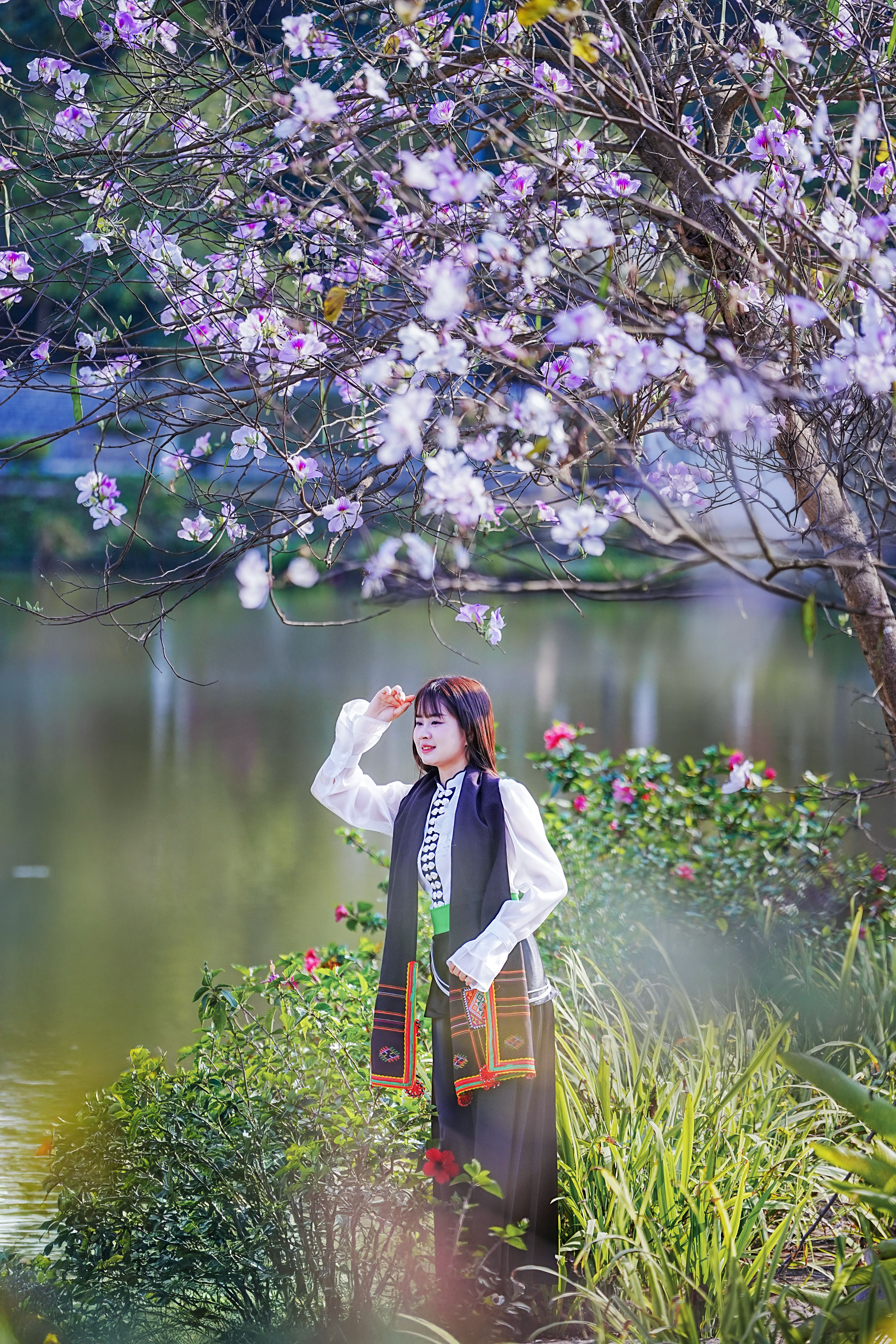 Điện Biên: Hoa ban rực rỡ giữa đại ngàn