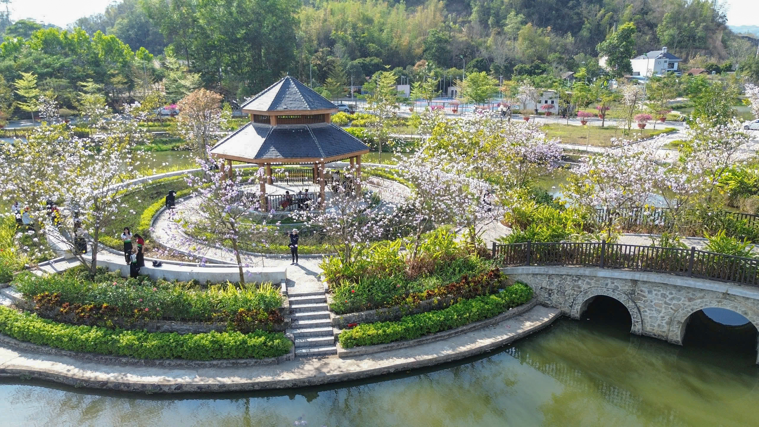 Điện Biên: Hoa ban rực rỡ giữa đại ngàn