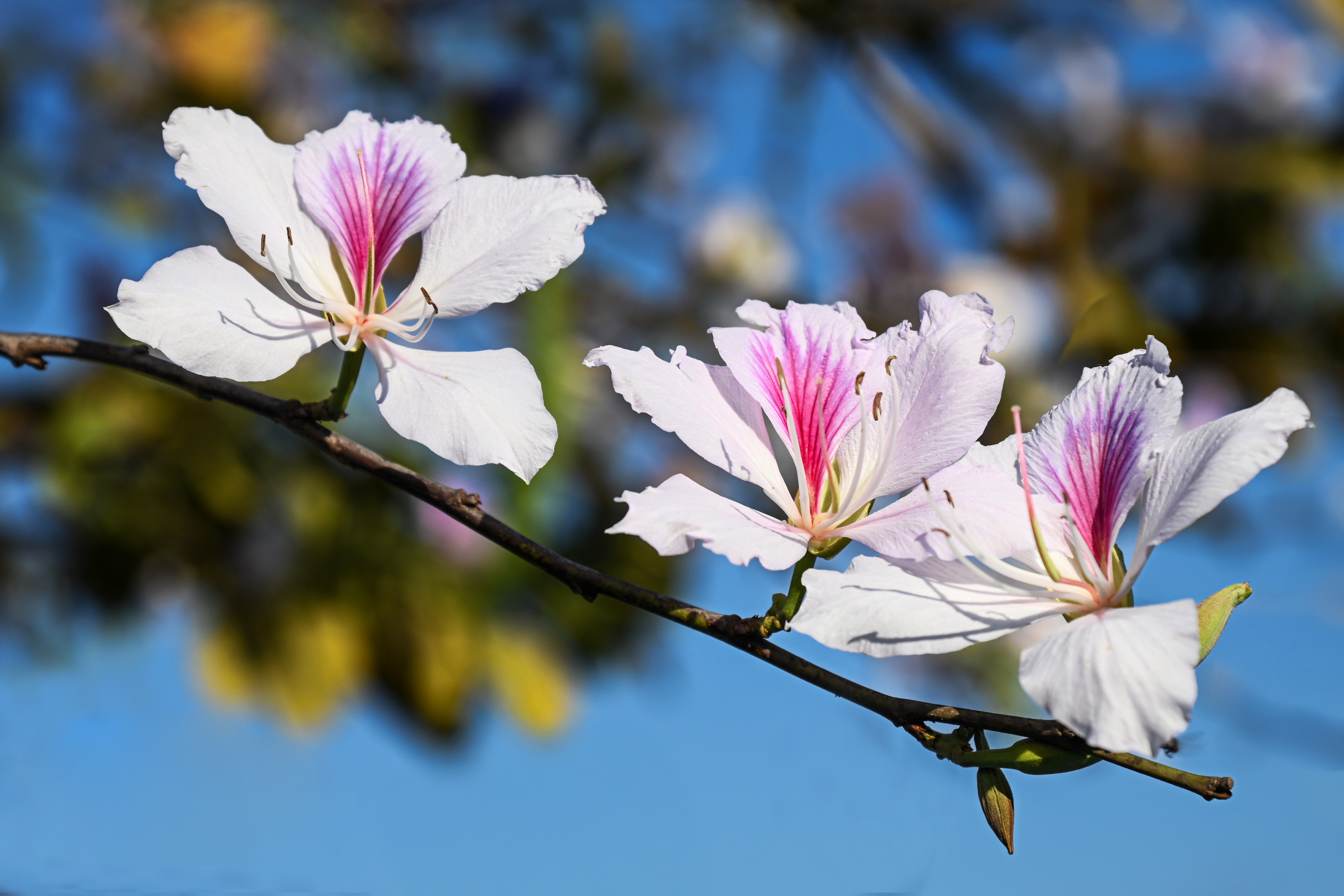 Điện Biên: Hoa ban rực rỡ giữa đại ngàn
