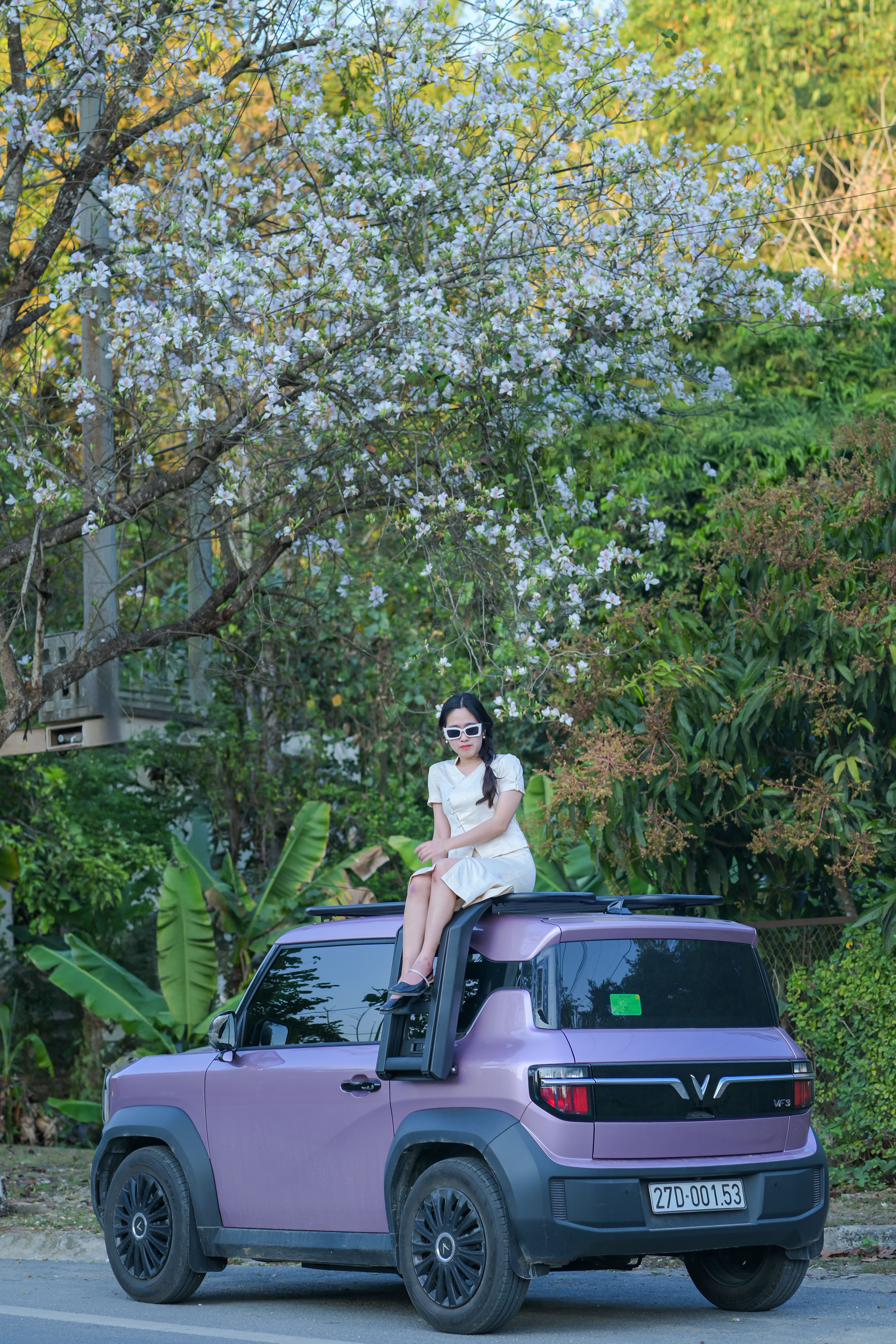 Điện Biên: Hoa ban rực rỡ giữa đại ngàn