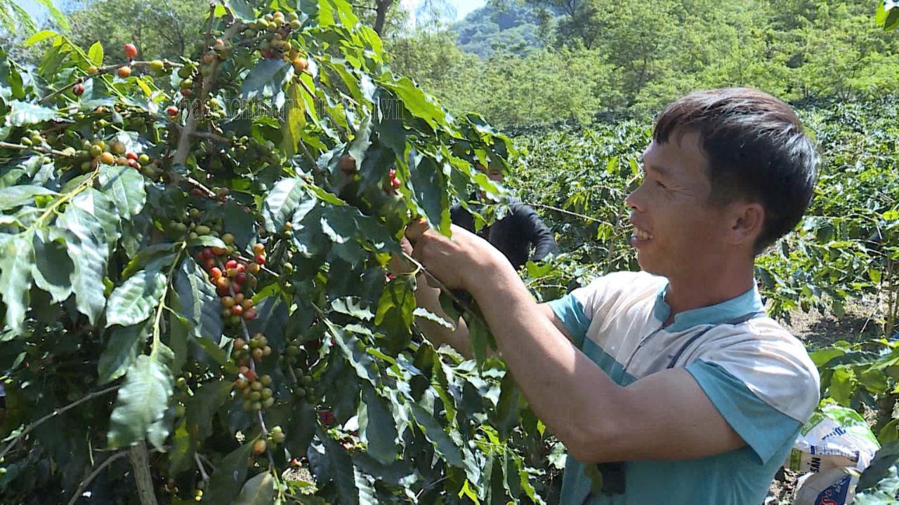 Điện Biên: Mở rộng diện tích trồng cà phê