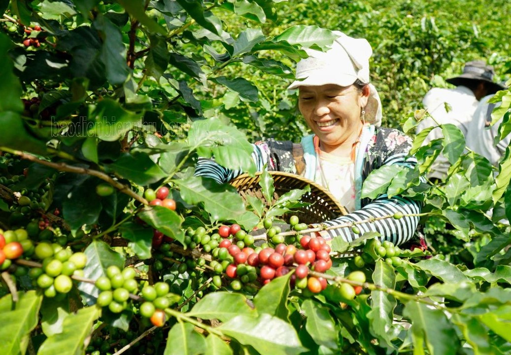 Điện Biên: Mở rộng diện tích trồng cà phê