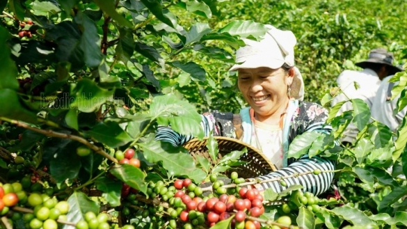 Điện Biên: Mở rộng diện tích trồng cà phê