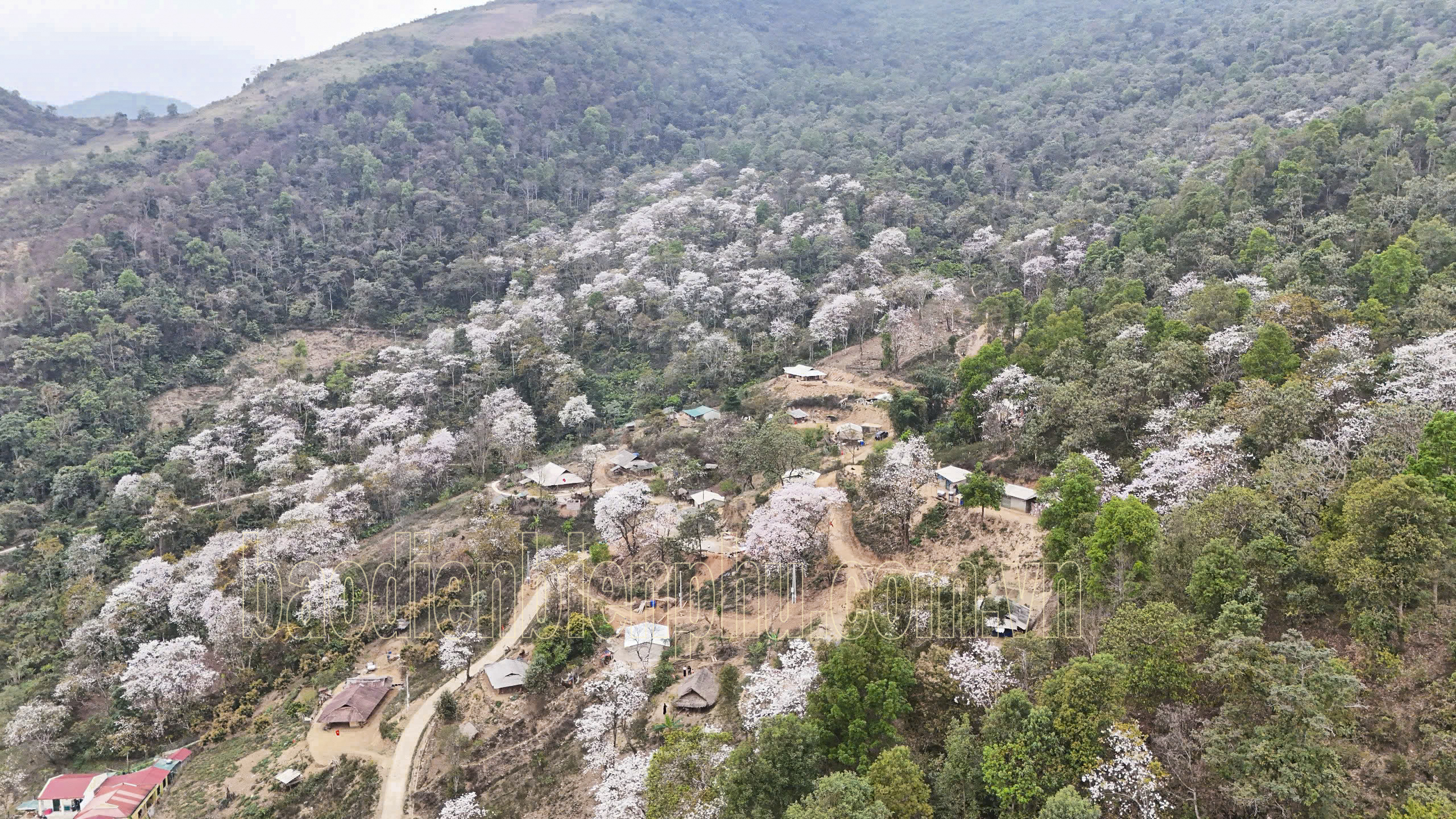 Điện Biên: Nặm Cứm trắng muốt hoa ban