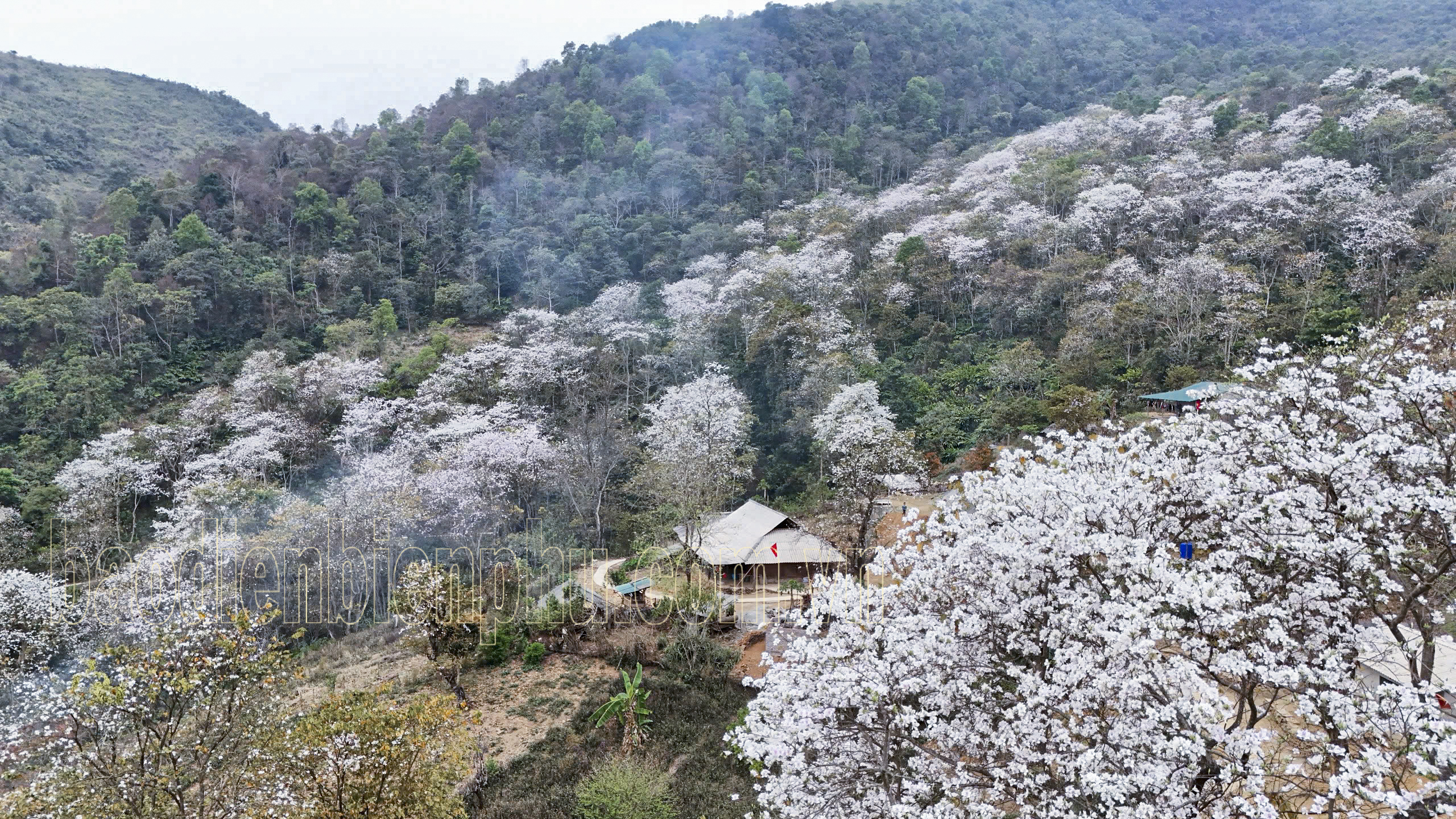 Điện Biên: Nặm Cứm trắng muốt hoa ban