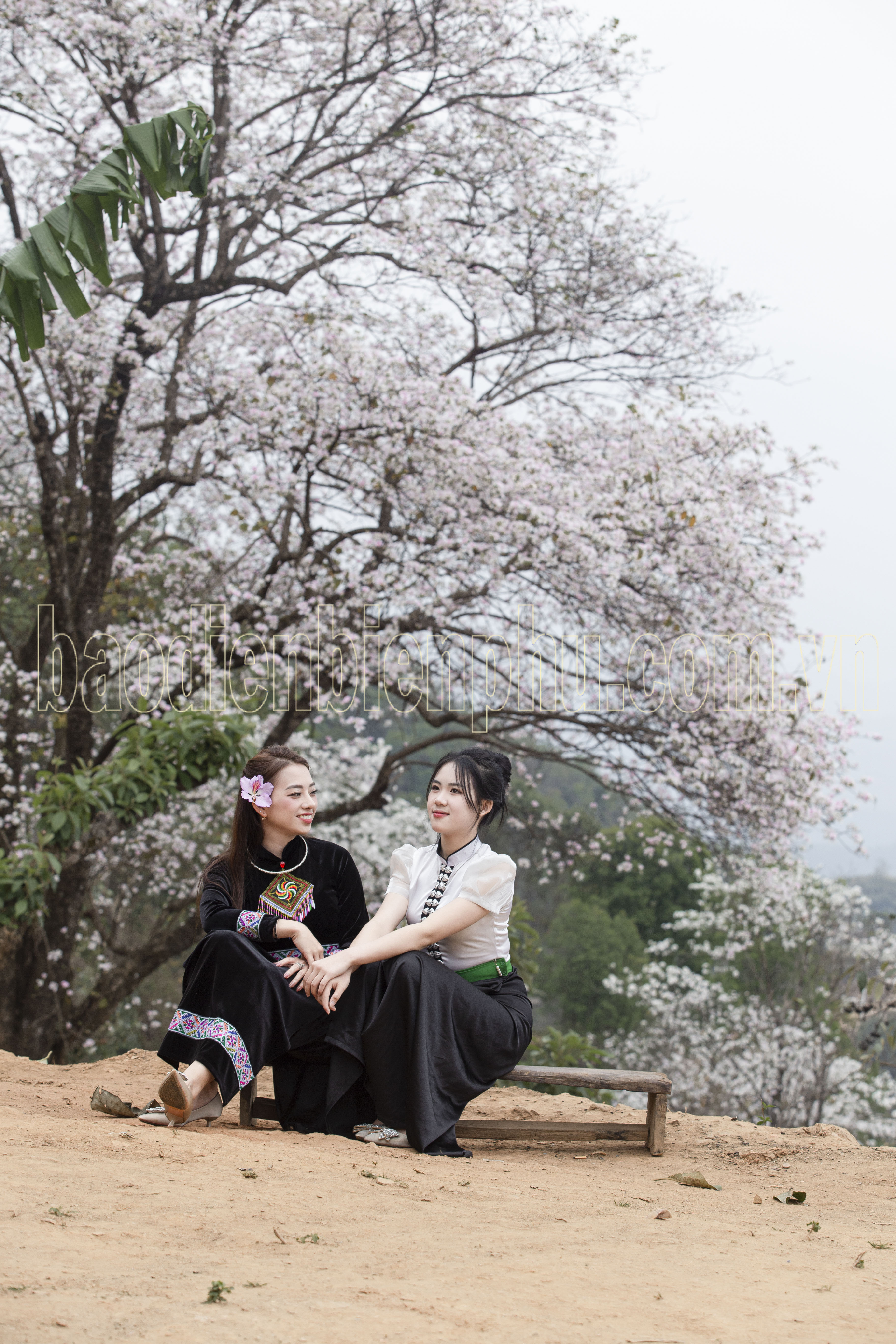 Điện Biên: Nặm Cứm trắng muốt hoa ban