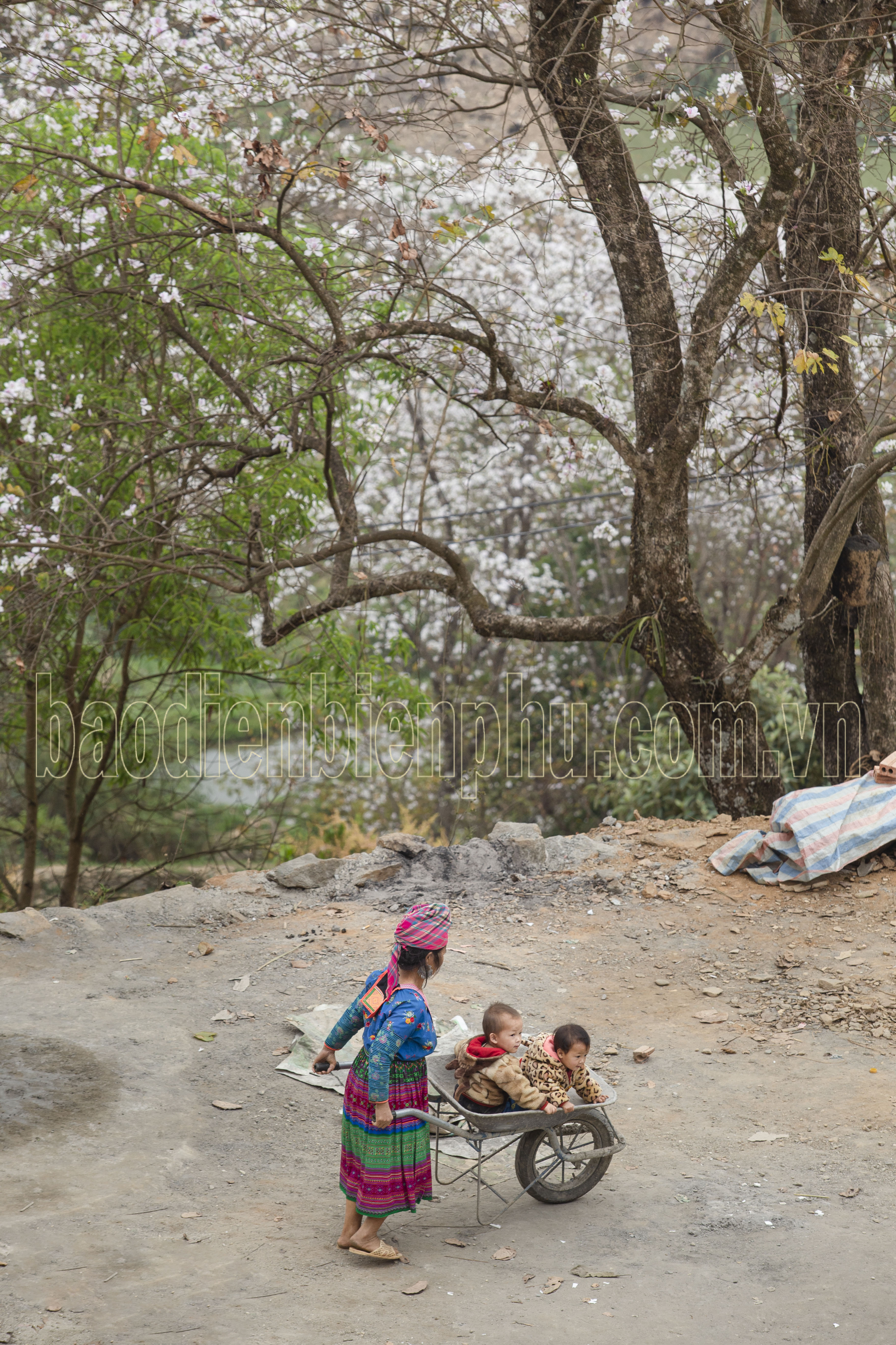 Điện Biên: Nặm Cứm trắng muốt hoa ban