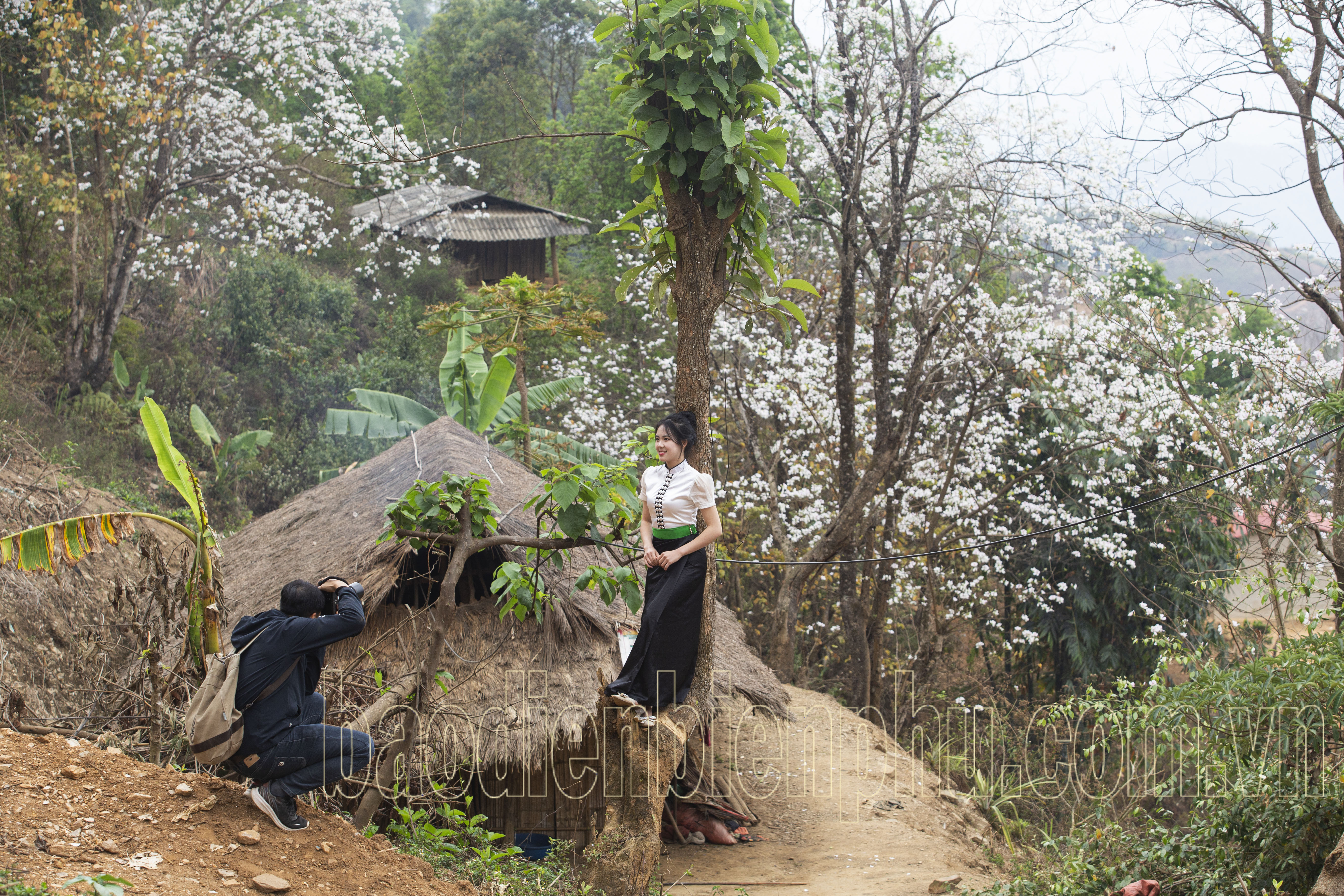 Điện Biên: Nặm Cứm trắng muốt hoa ban
