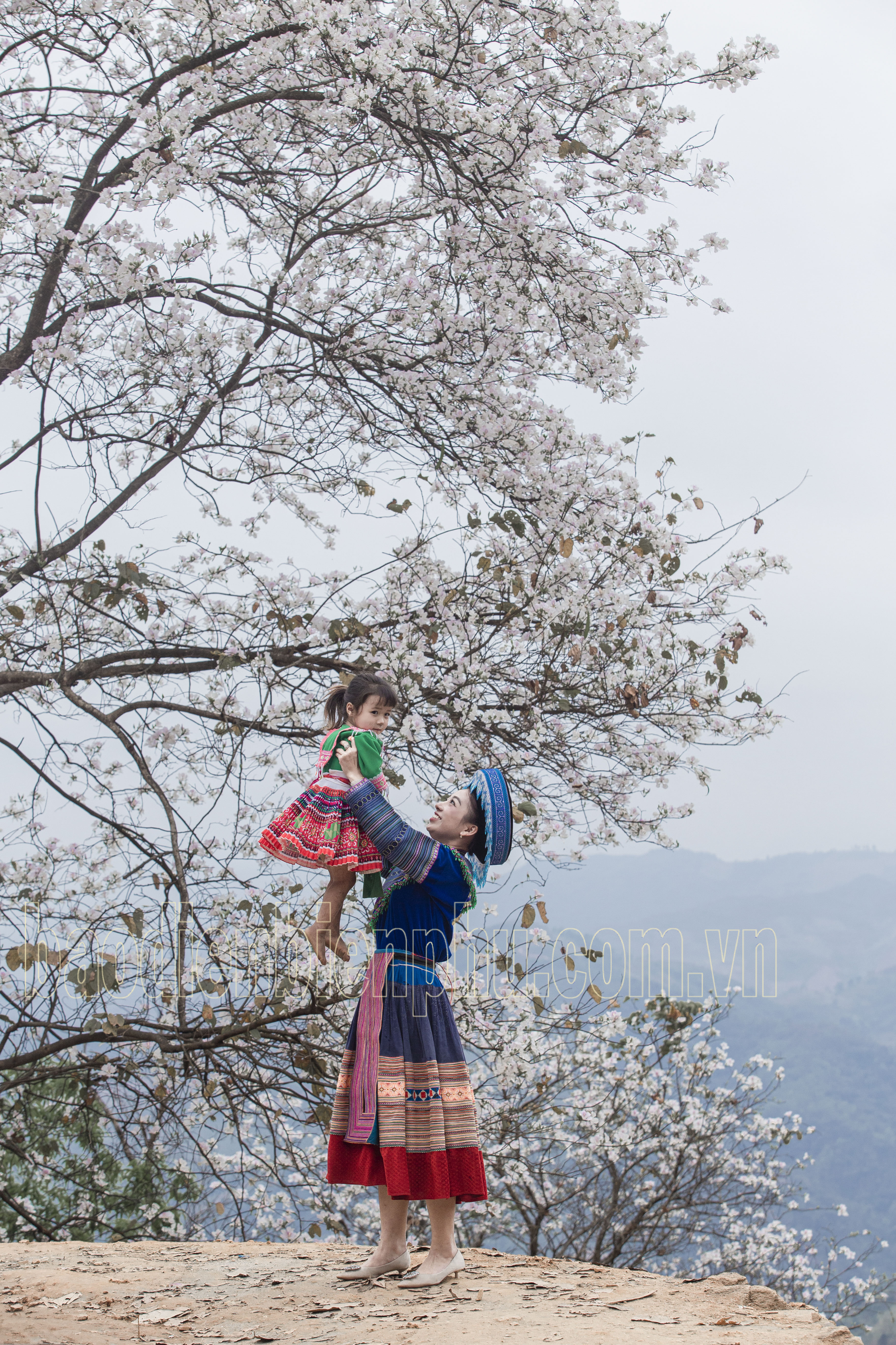 Điện Biên: Nặm Cứm trắng muốt hoa ban