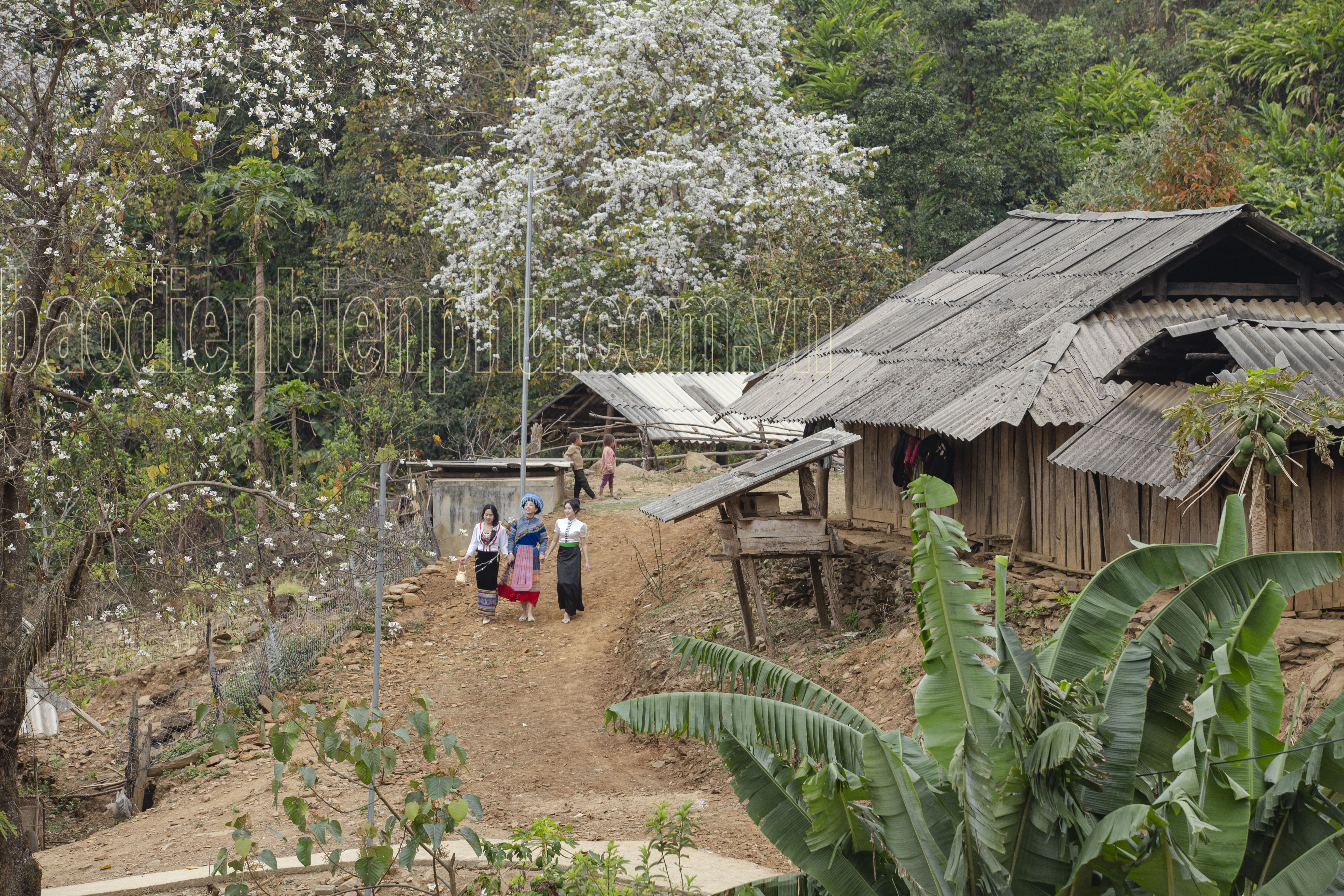 Điện Biên: Nặm Cứm trắng muốt hoa ban