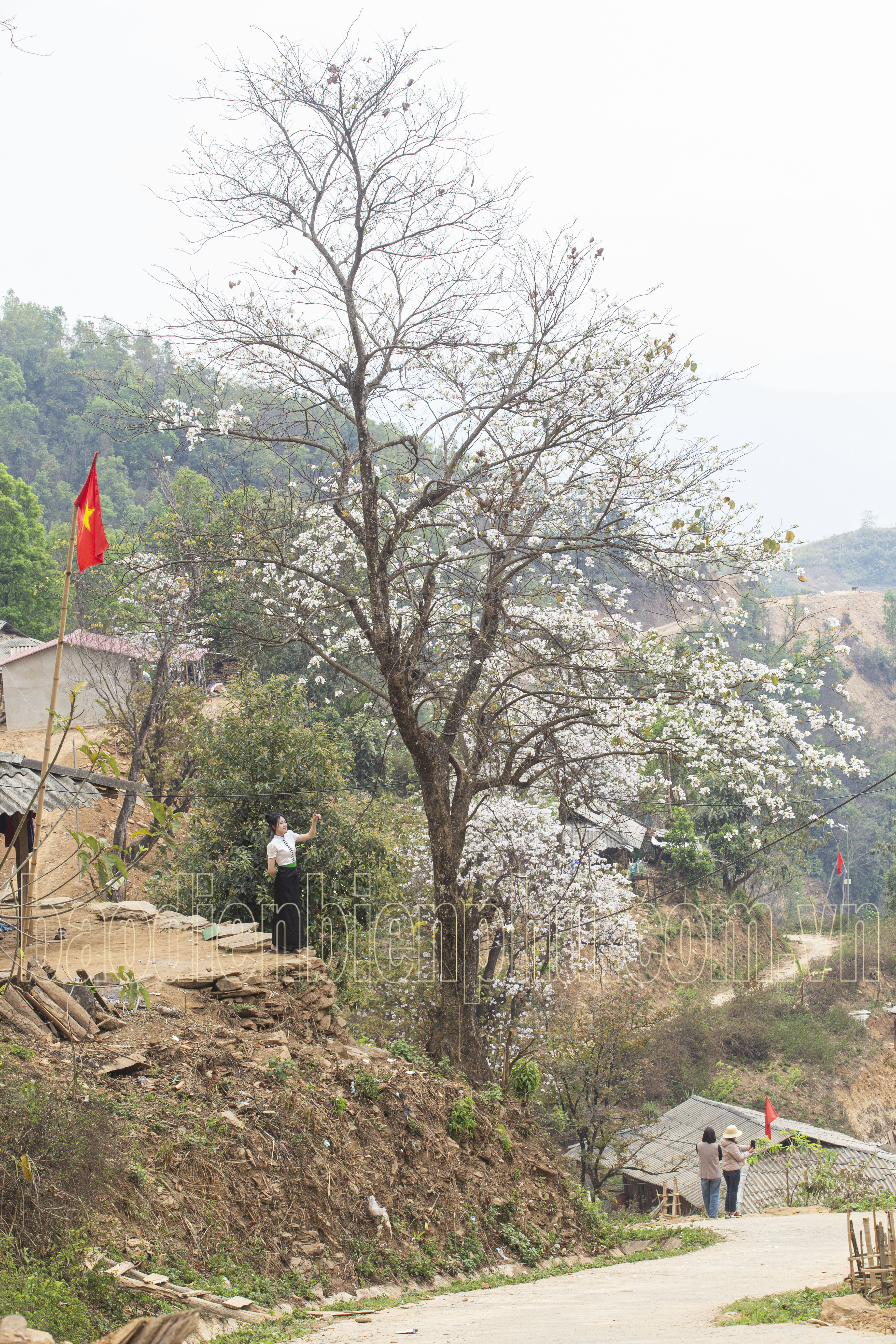 Điện Biên: Nặm Cứm trắng muốt hoa ban