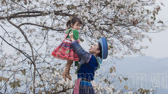 Điện Biên: Nặm Cứm trắng muốt hoa ban