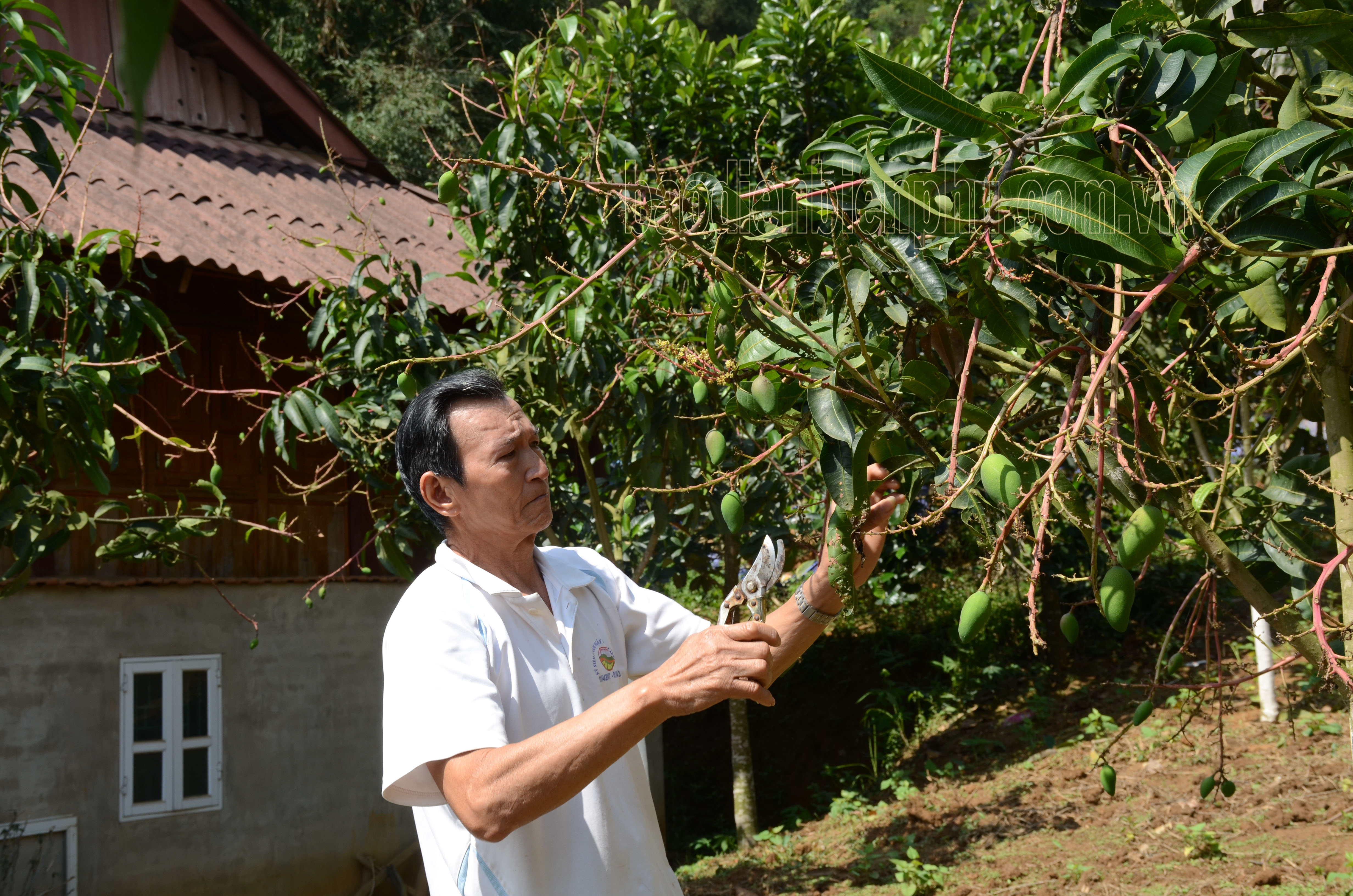 Điện Biên: Đầu mùa giải cây trồng Mưa