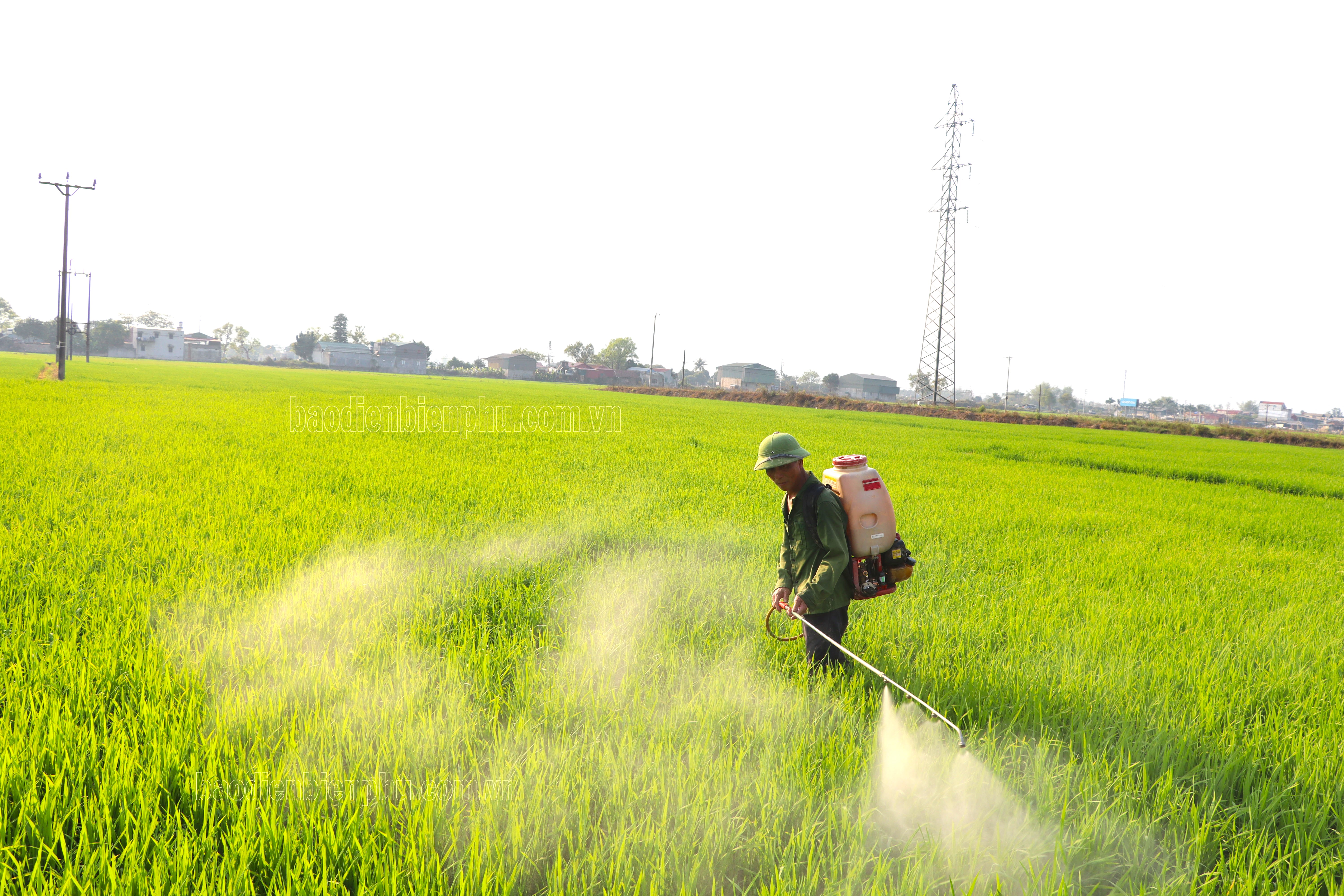 Điện Biên: Đầu mùa giải cây trồng Mưa