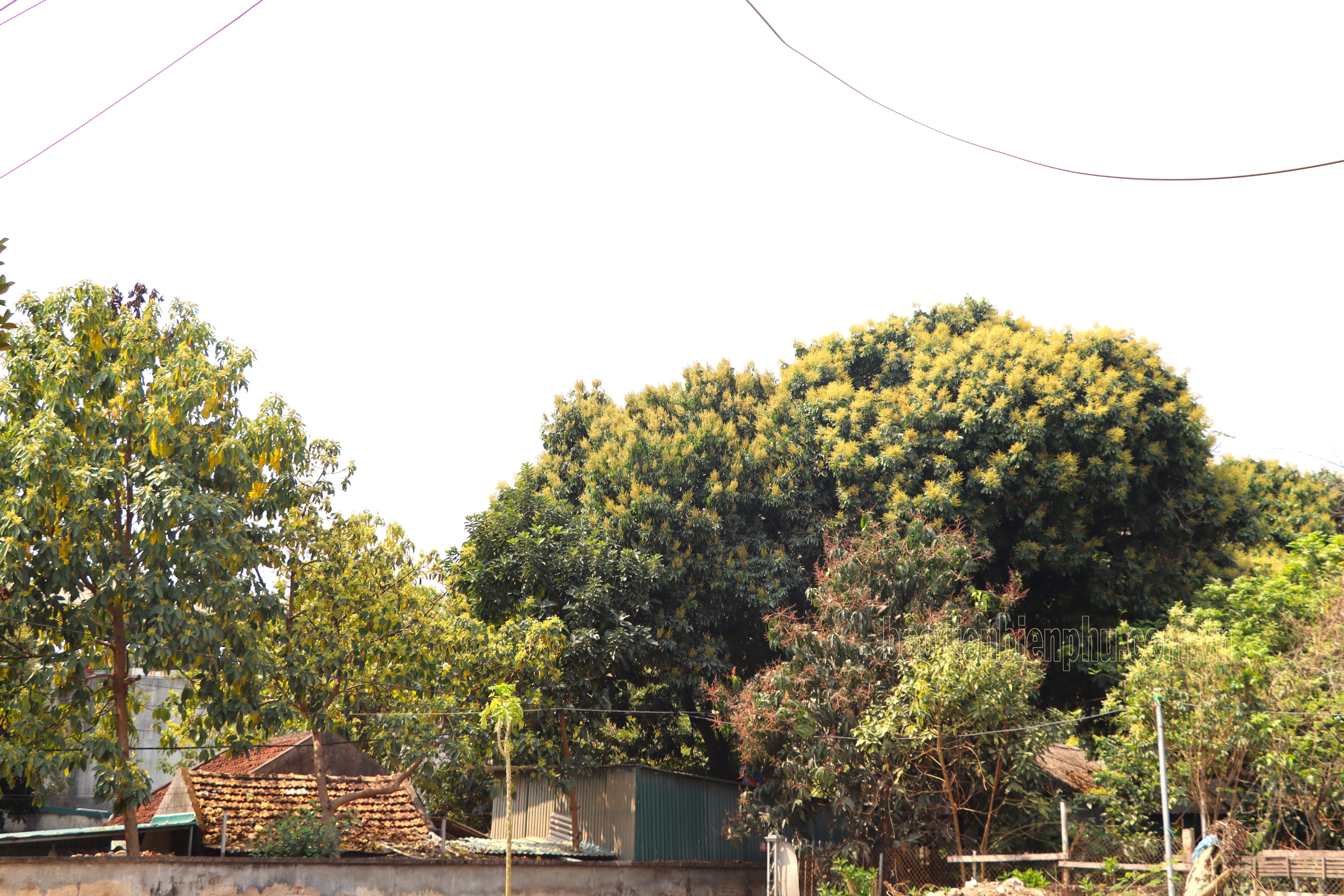 Điện Biên: Đầu mùa giải cây trồng Mưa